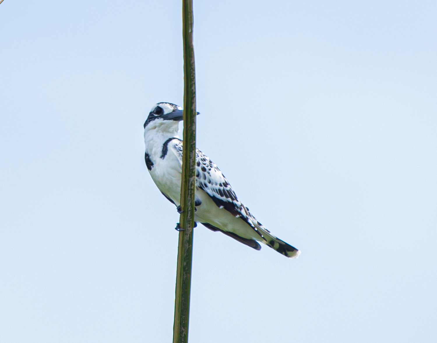 A pied kingfisher perched on a thin vertical reed against a pale blue sky.