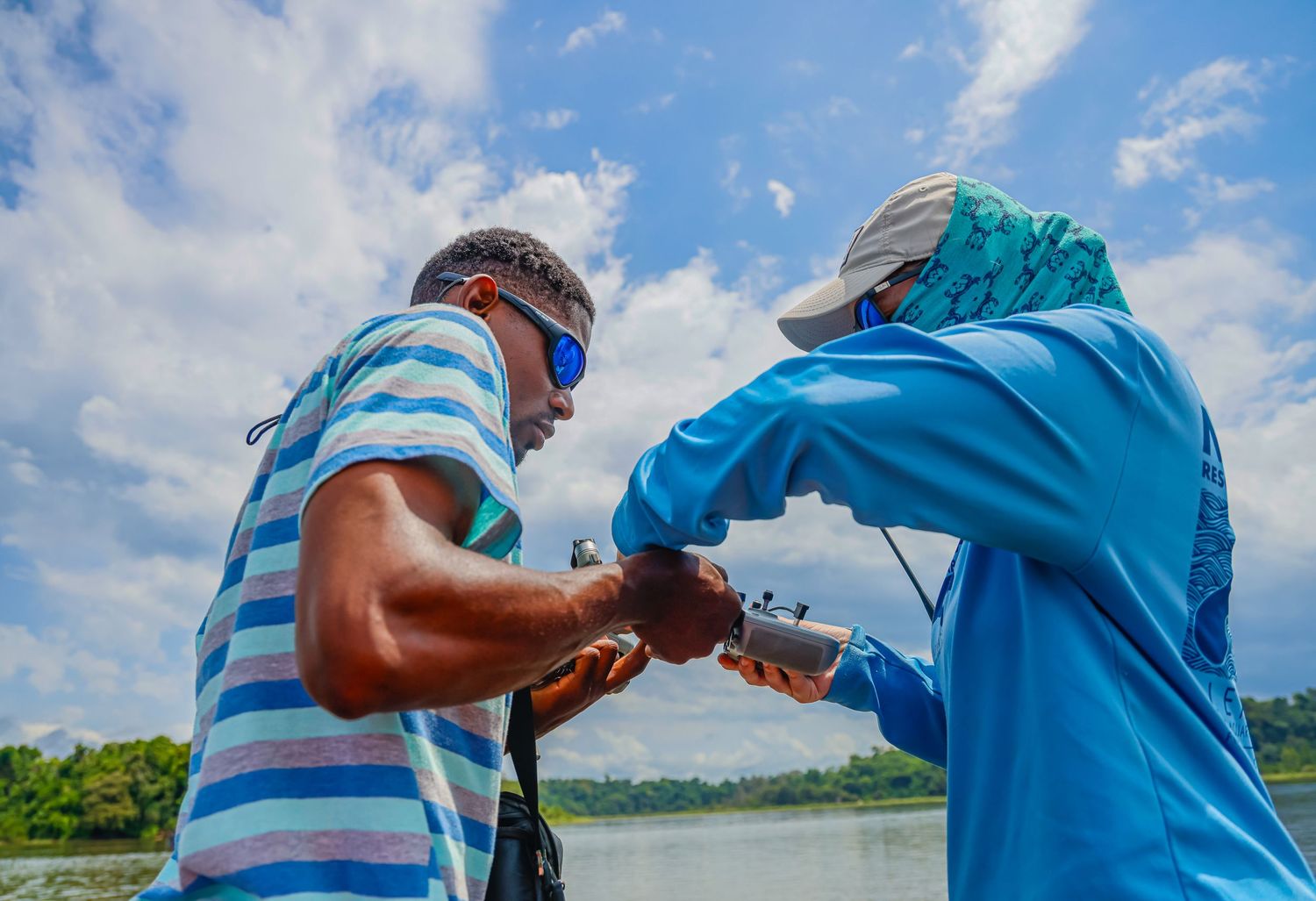 Two marine researchers attach a tracking tag to a manatee during a wildlife conservation study.
