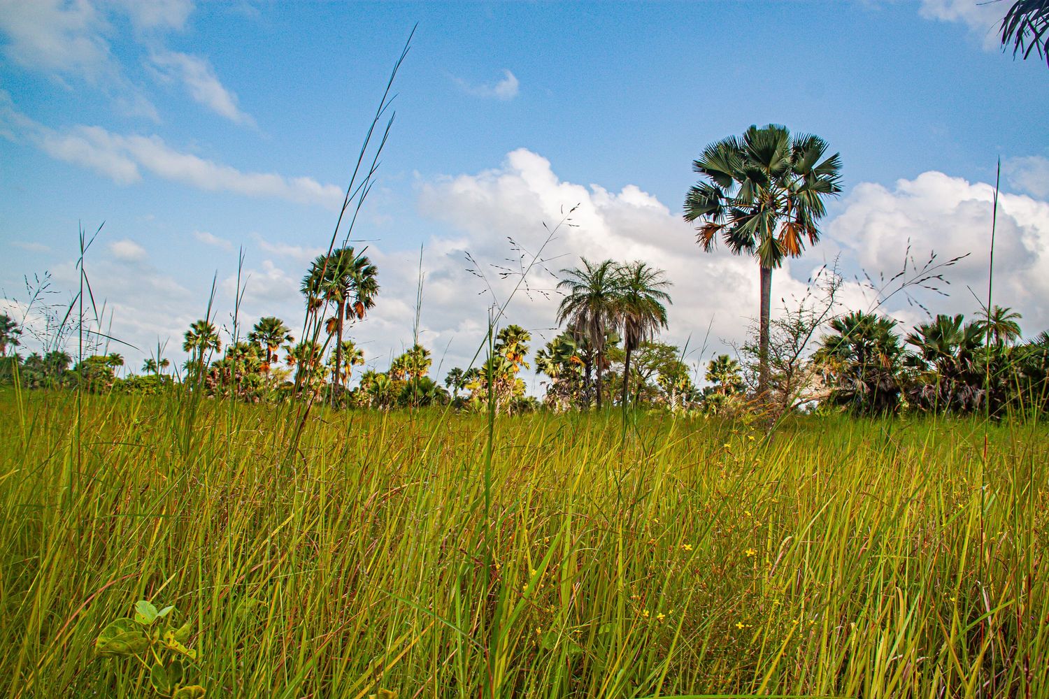 A lush green grassland with tall palm trees under a bright blue sky with white clouds.
