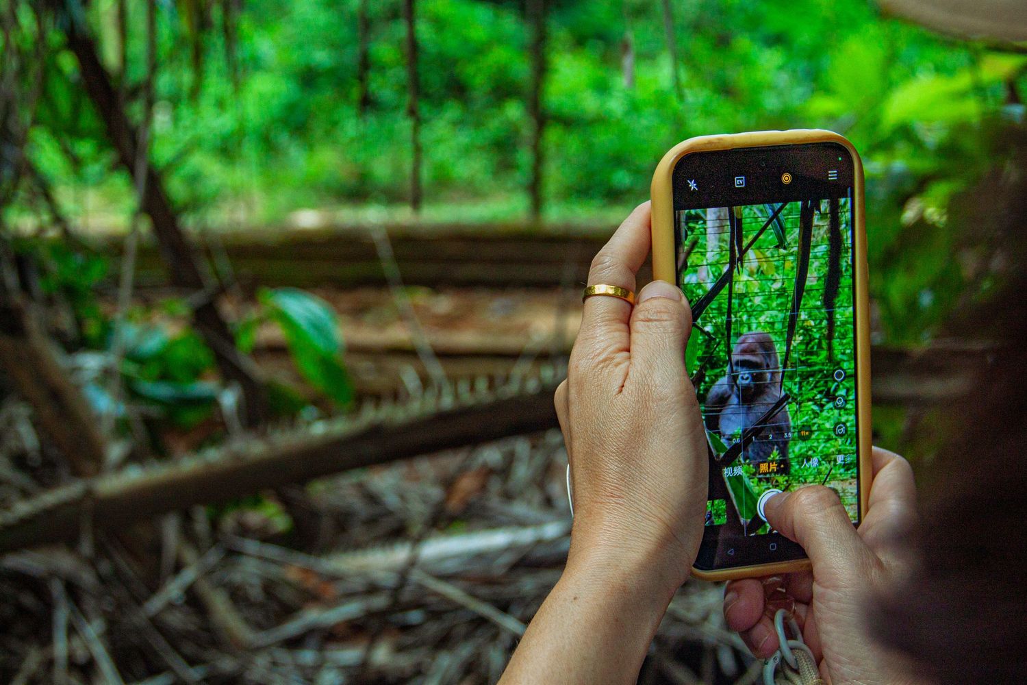 Hands holding smartphone photographing a gorilla through cage bars in a tropical jungle sanctuary.