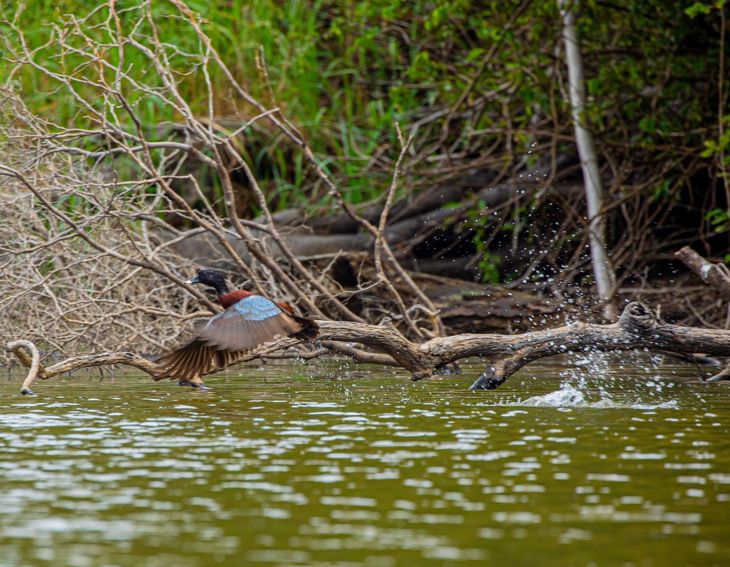 A colorful duck taking flight from a calm river near tangled branches and green vegetation.