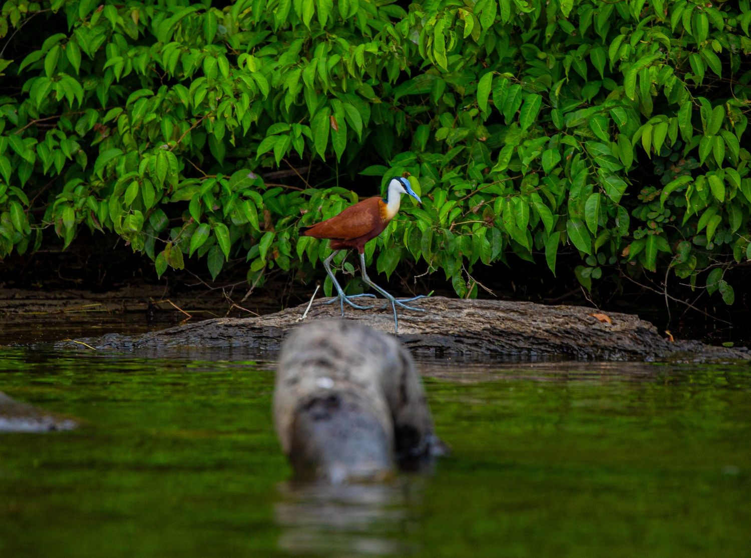 Oiseau rare en Afrique... conservation Cameroun
