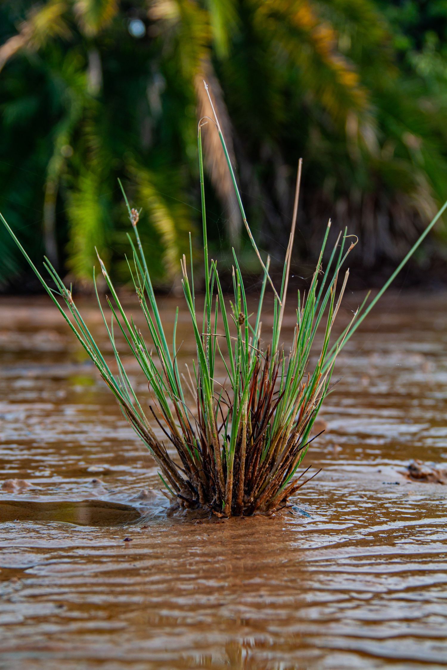 Green grass clump emerging from muddy brown floodwater with tropical palm trees in background.