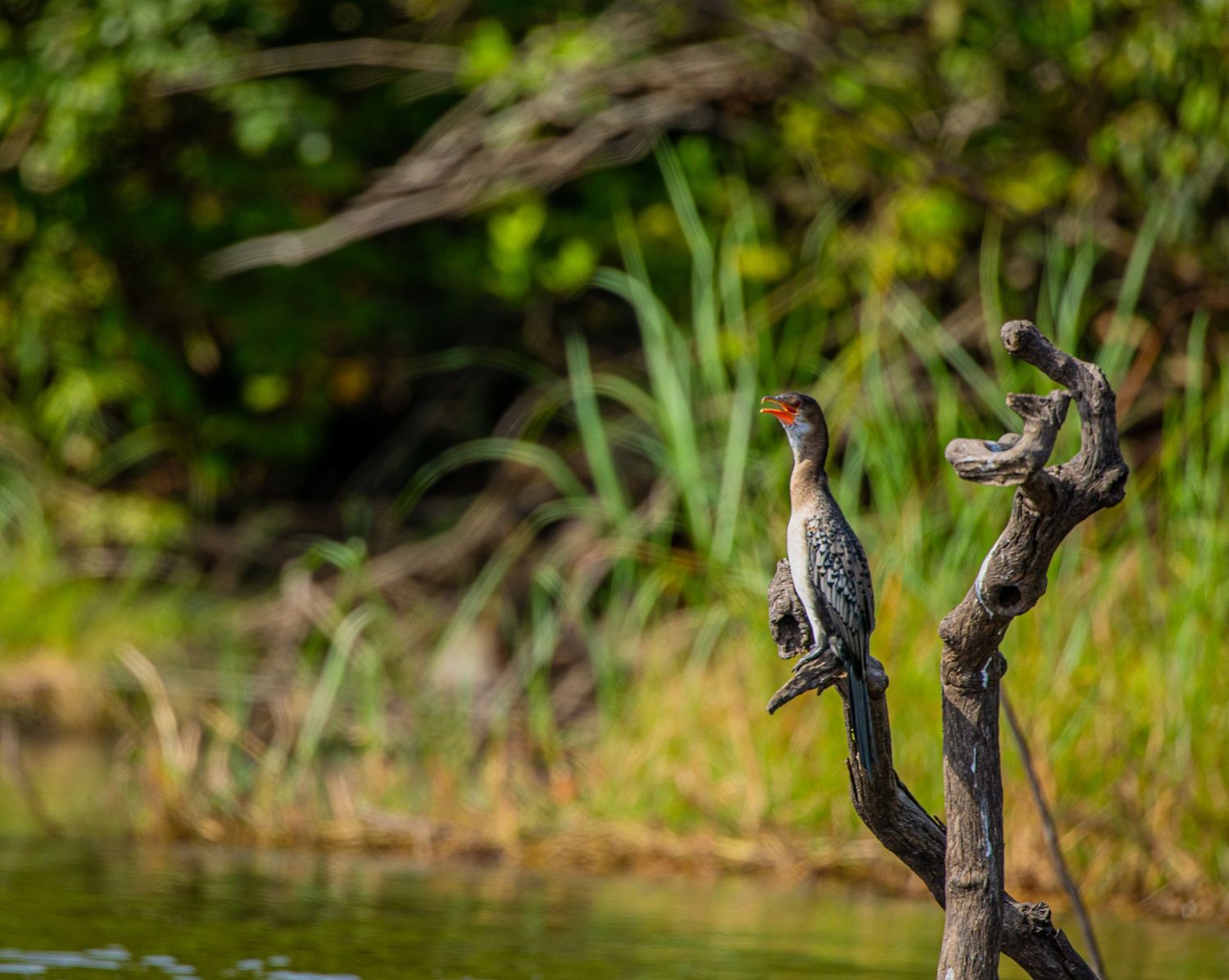 A reed cormorant perched on a twisted branch near a green lush riverbank.