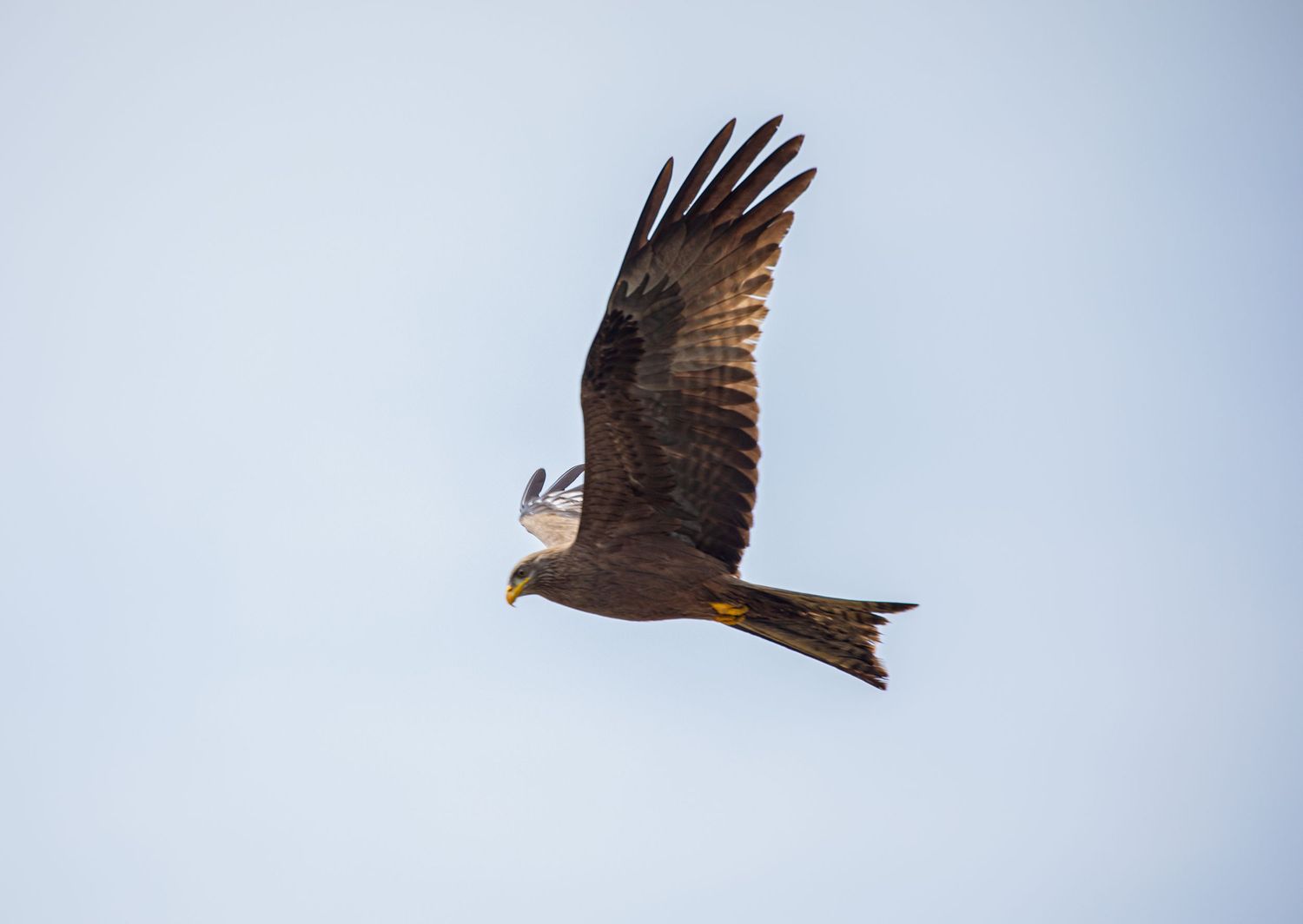 A dark brown black kite soaring against a clear blue sky with wings fully spread.