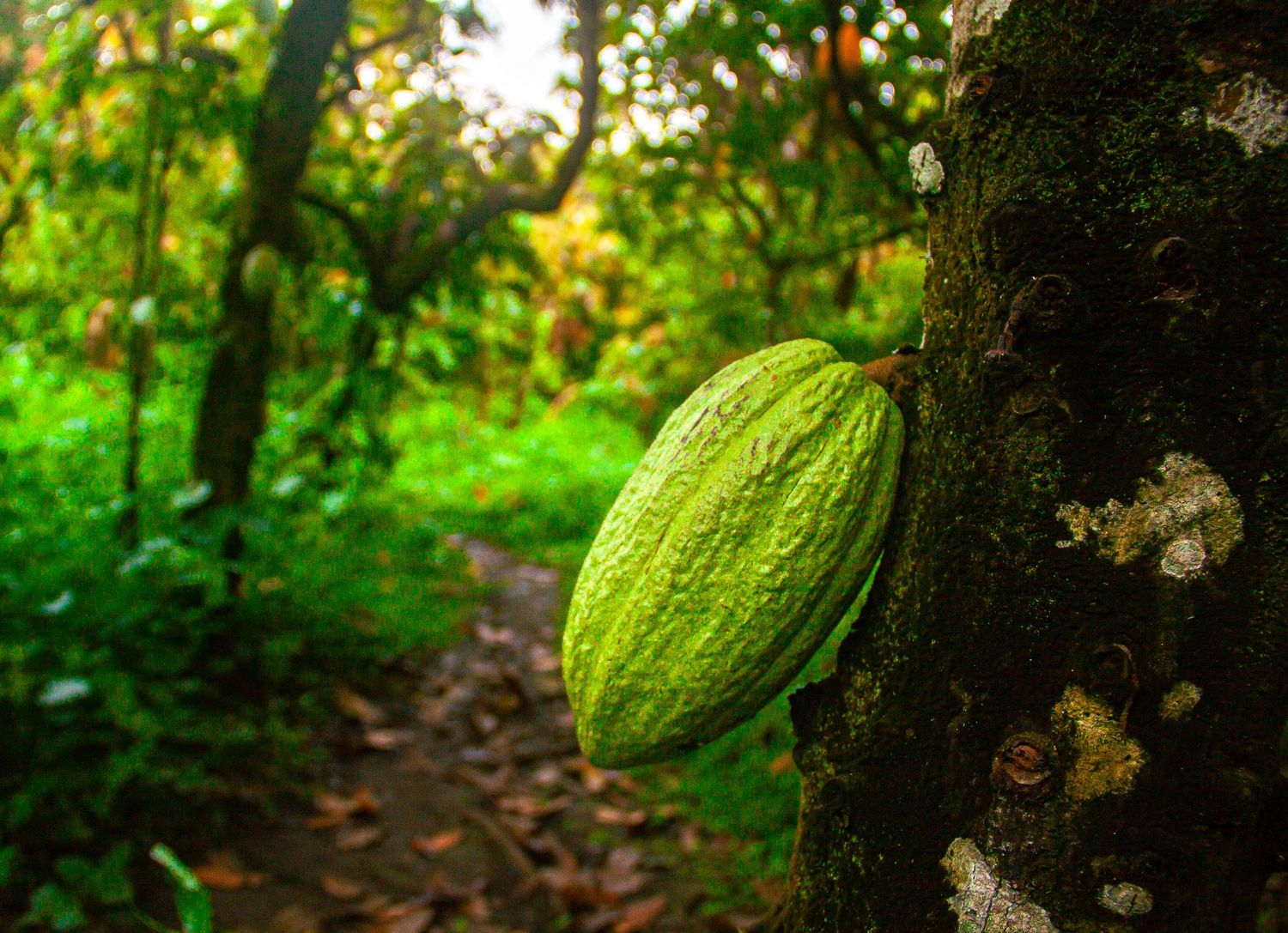 A vibrant green cacao pod grows on a tree trunk along a lush tropical forest path.