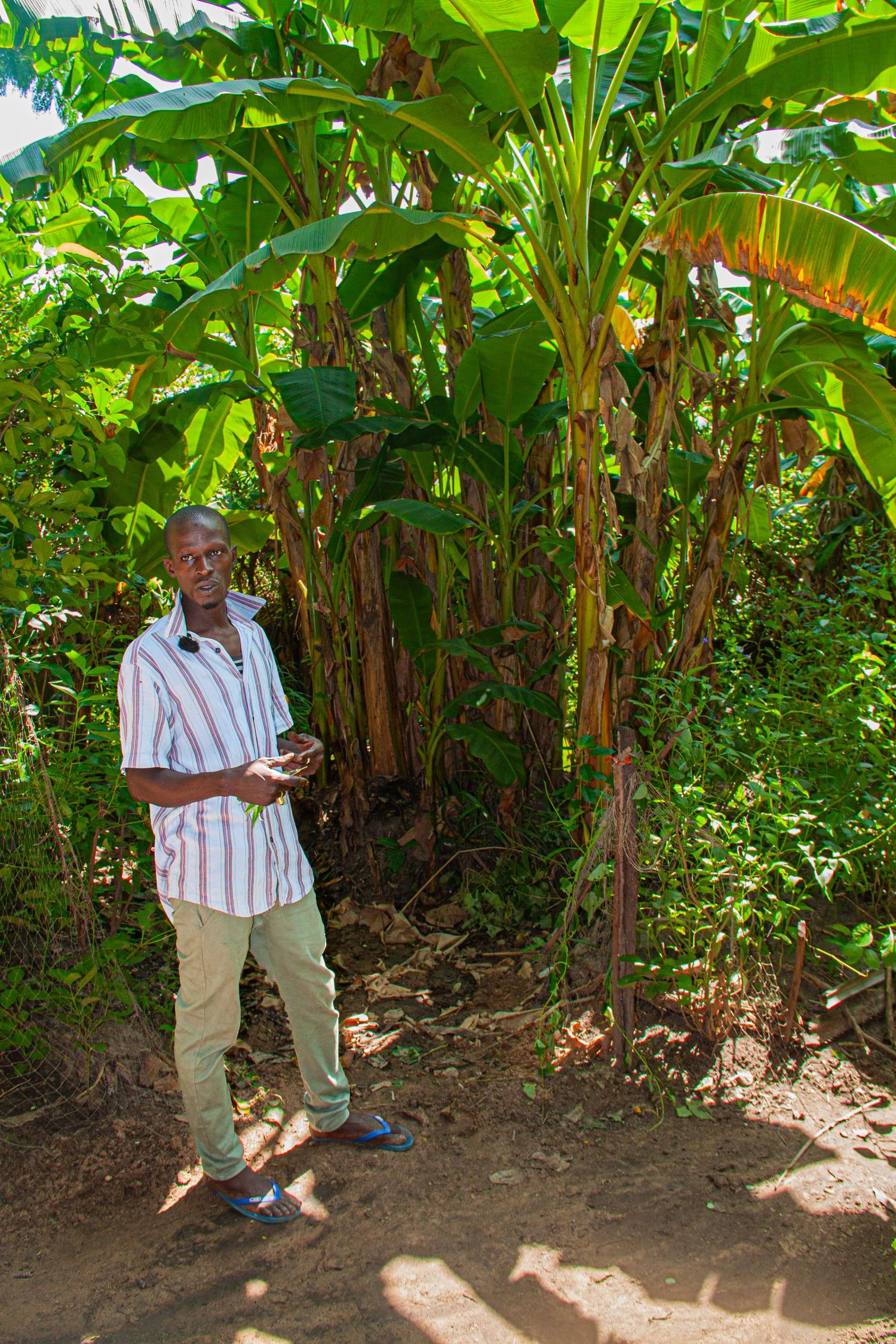 African man in striped shirt standing beside tall banana trees in a tropical garden.