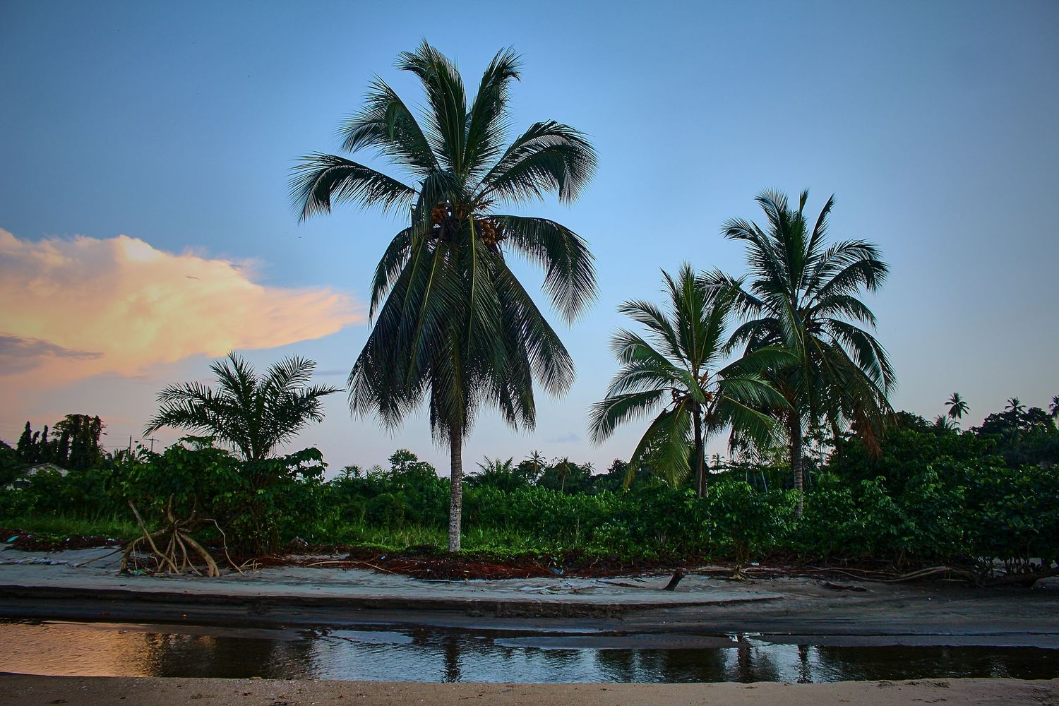 Tall palm trees reflect in calm water at sunset on a tropical beach with lush green vegetation.
