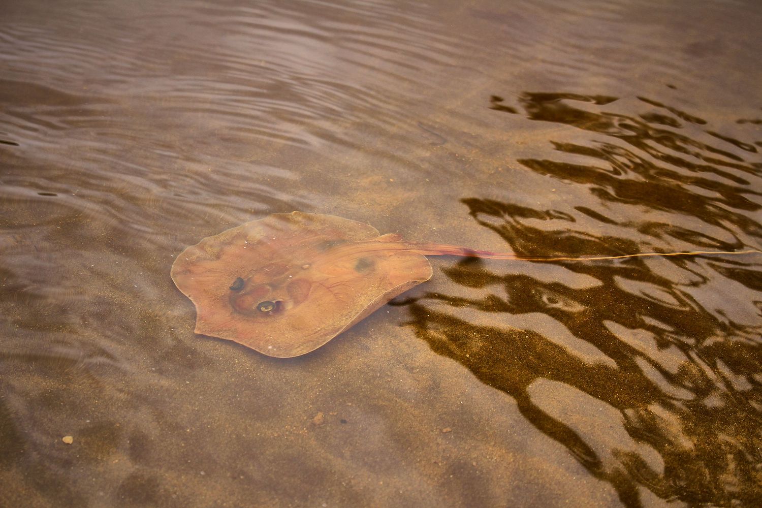 A stingray swimming in shallow brown water near a sandy riverbed.