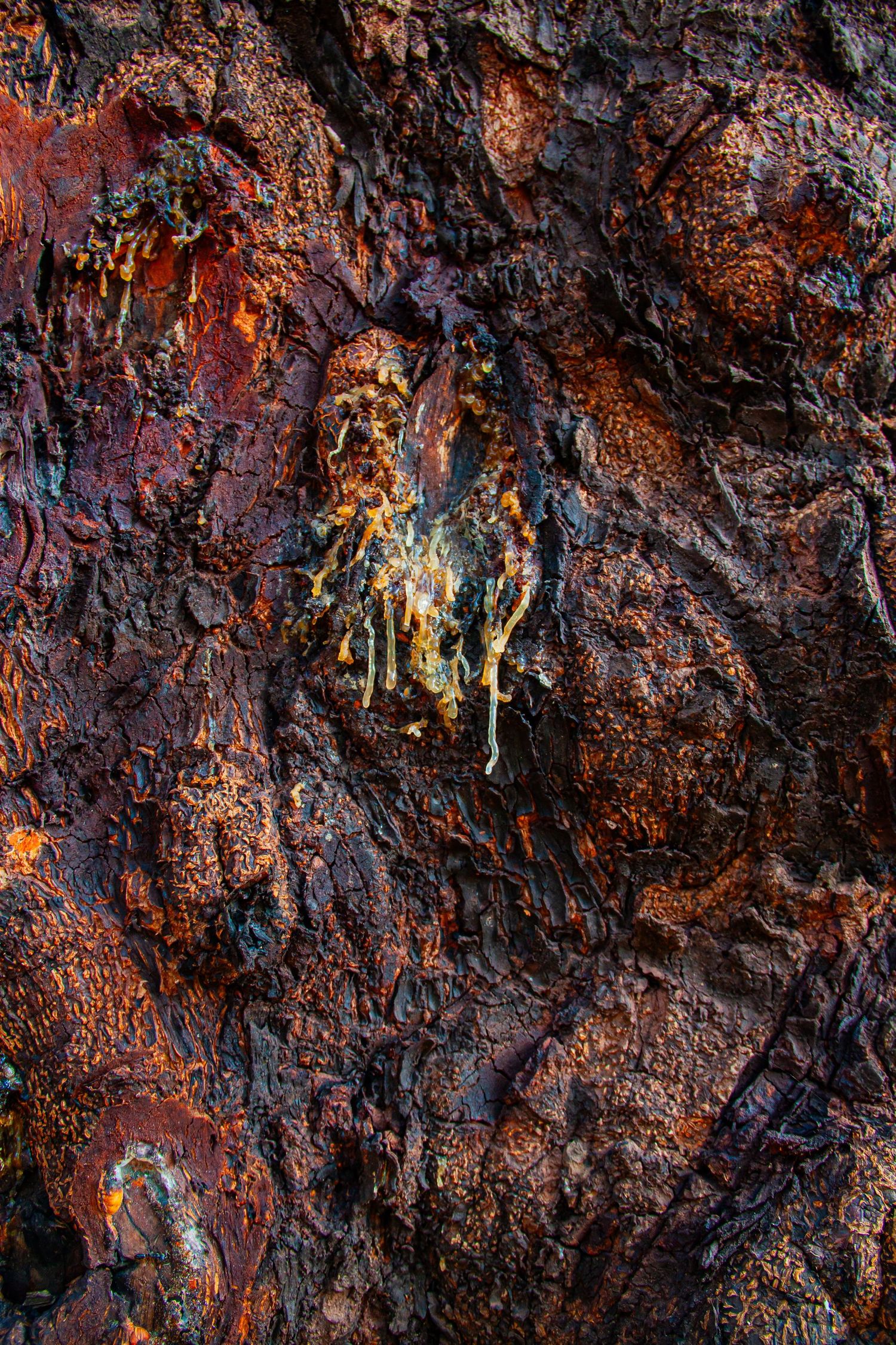 Close-up of textured tree bark with rich red and brown tones, featuring resin seeping from a knothole.