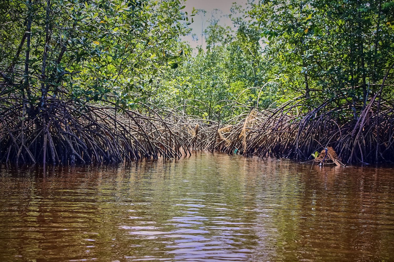 Dense mangrove trees with arching roots lining a tranquil brown waterway in a tropical forest.