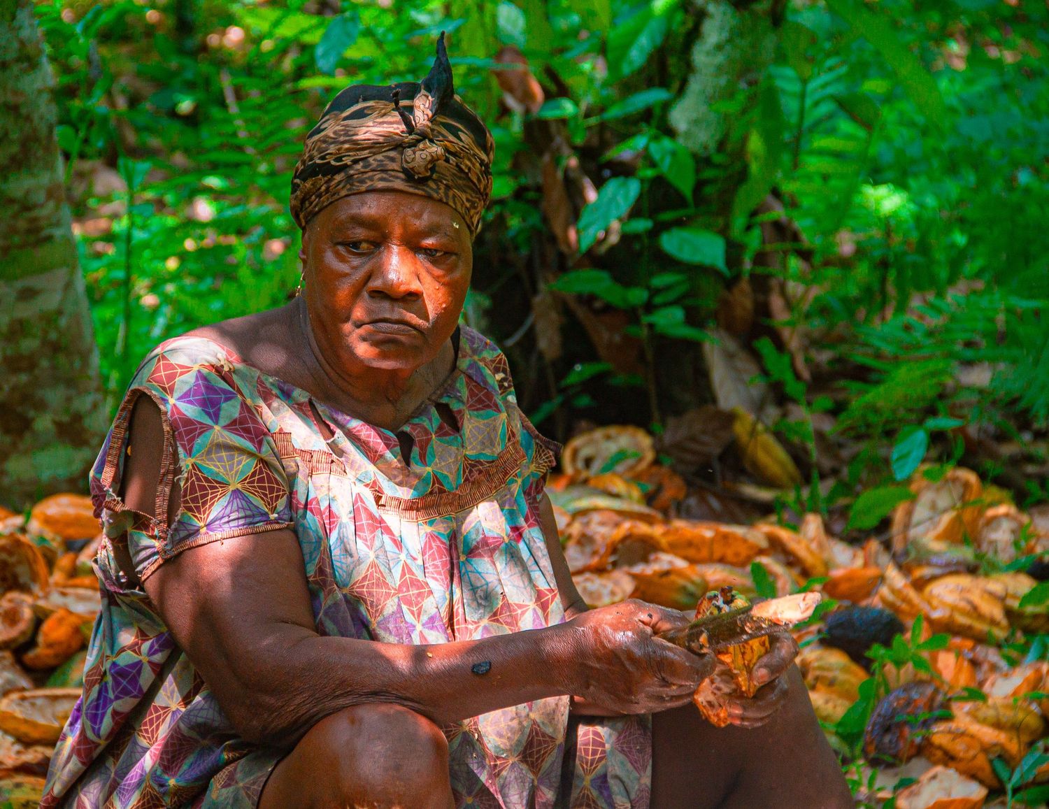 An elderly African woman sits among harvested cocoa pods in a lush green forest.