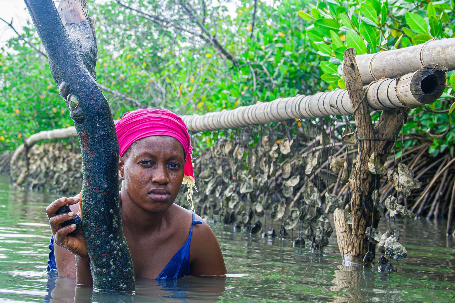 African woman in pink headwrap wading in mangrove waters beside bamboo oyster cultivation lines.