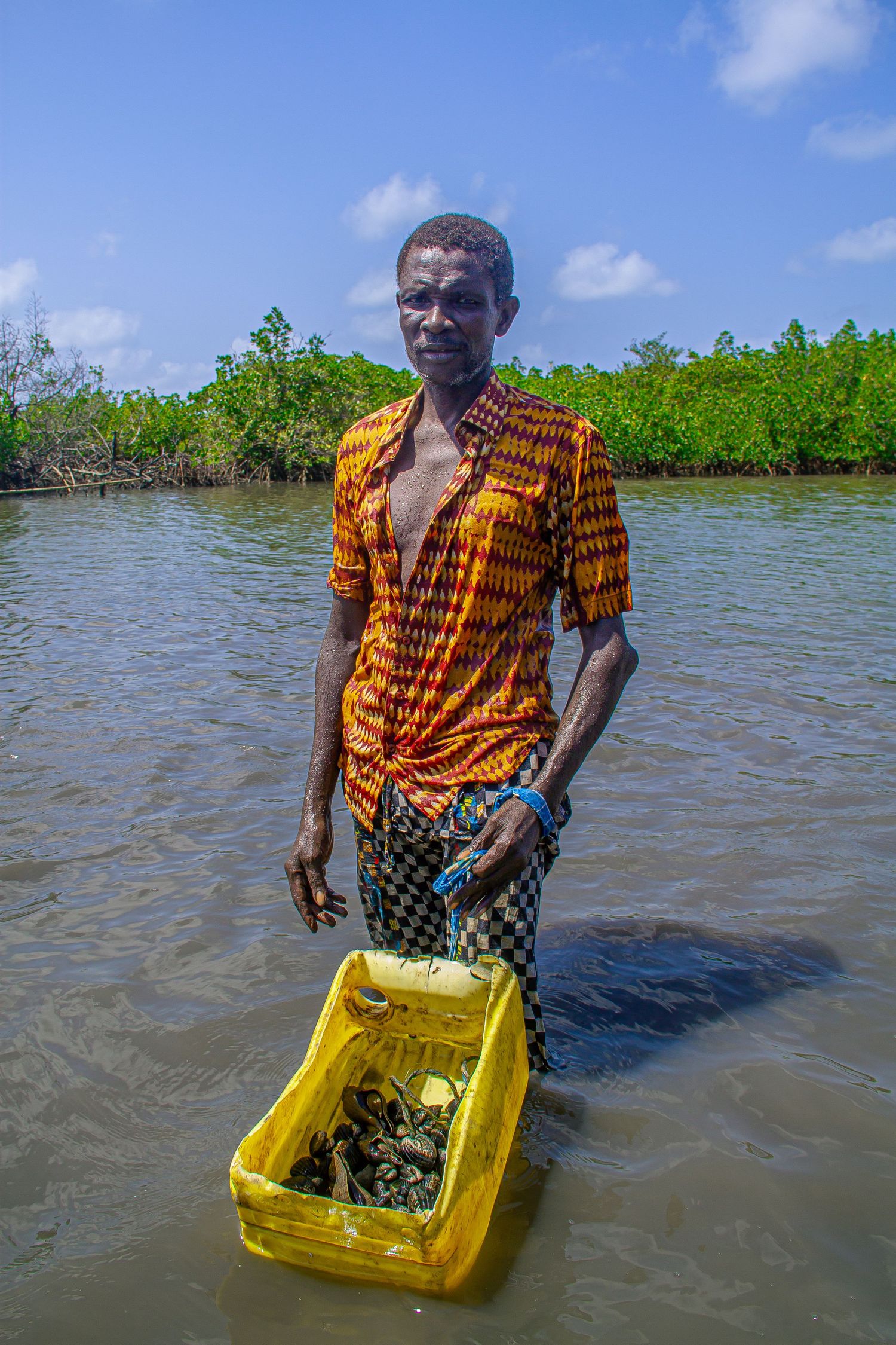 African man standing in shallow water holding a yellow crate filled with shellfish in a mangrove estuary.