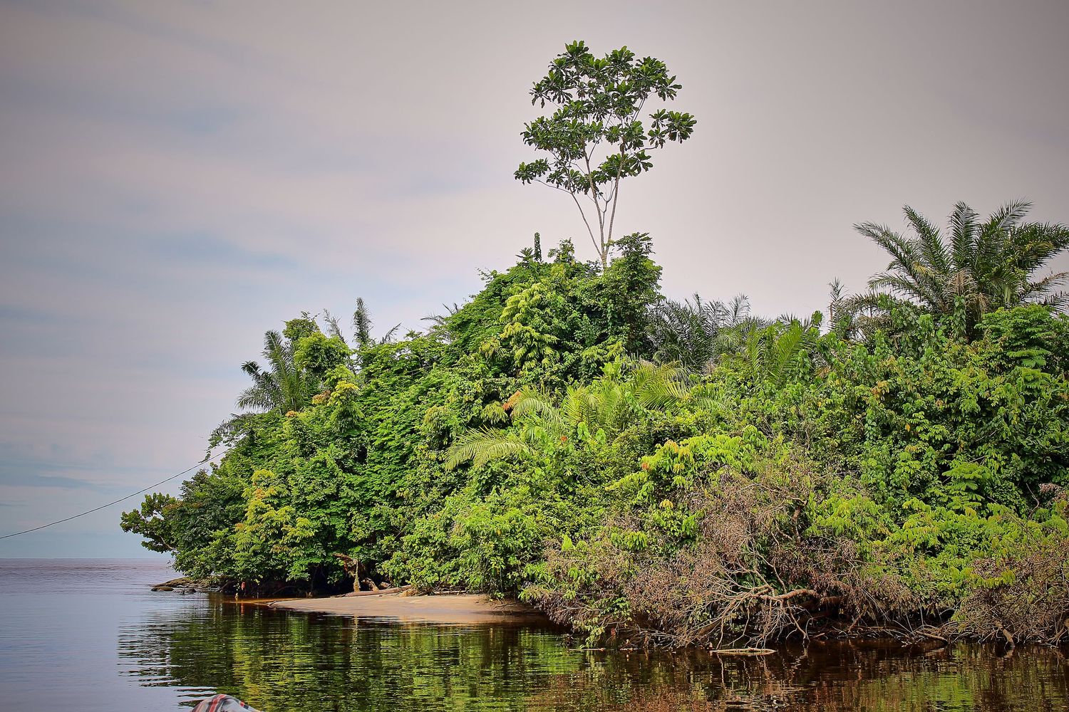 Dense tropical island vegetation with tall trees rising above mangroves reflected in calm water.