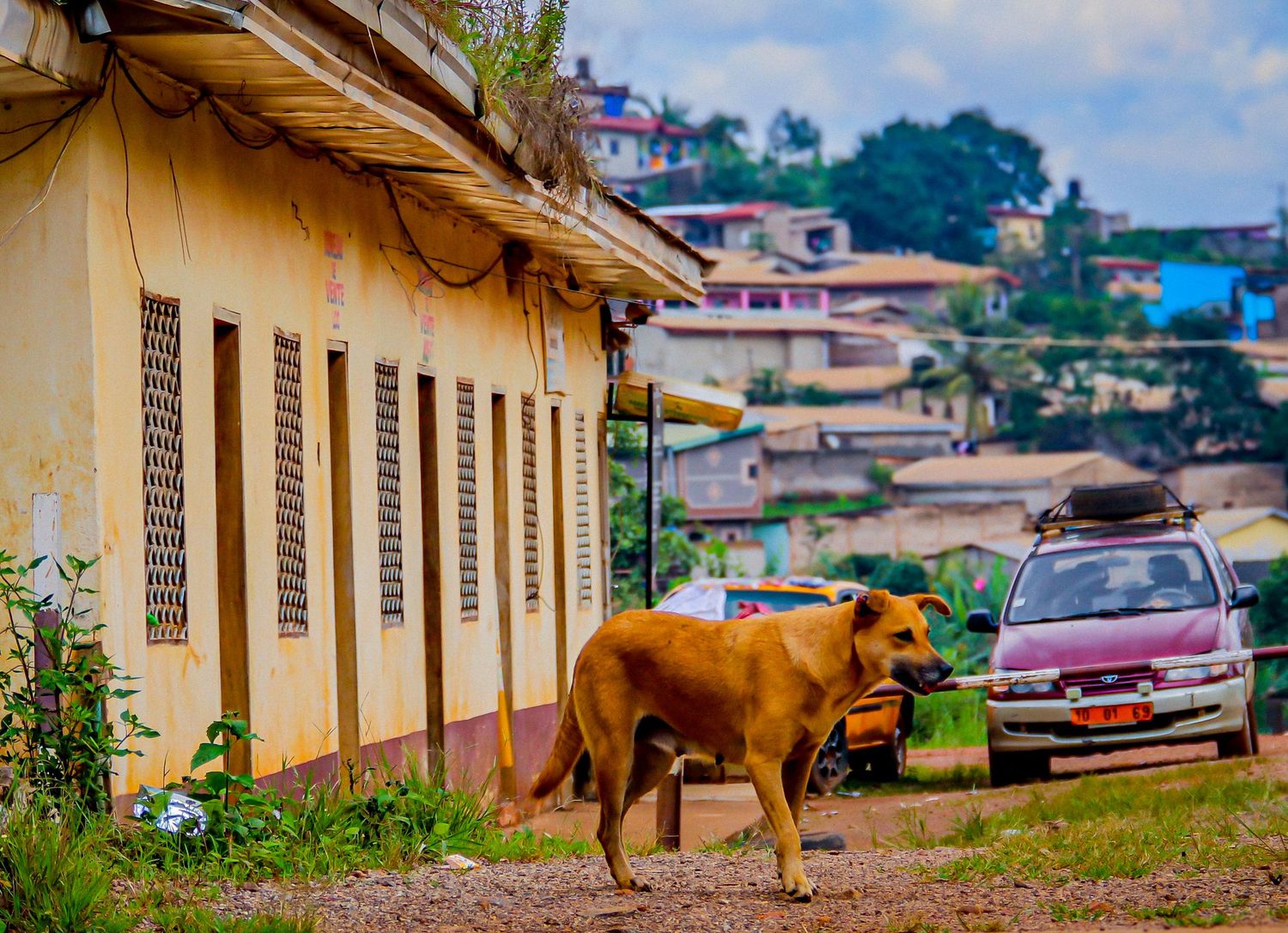 A stray brown dog stands on a dirt road in a colorful West African village with parked cars.
