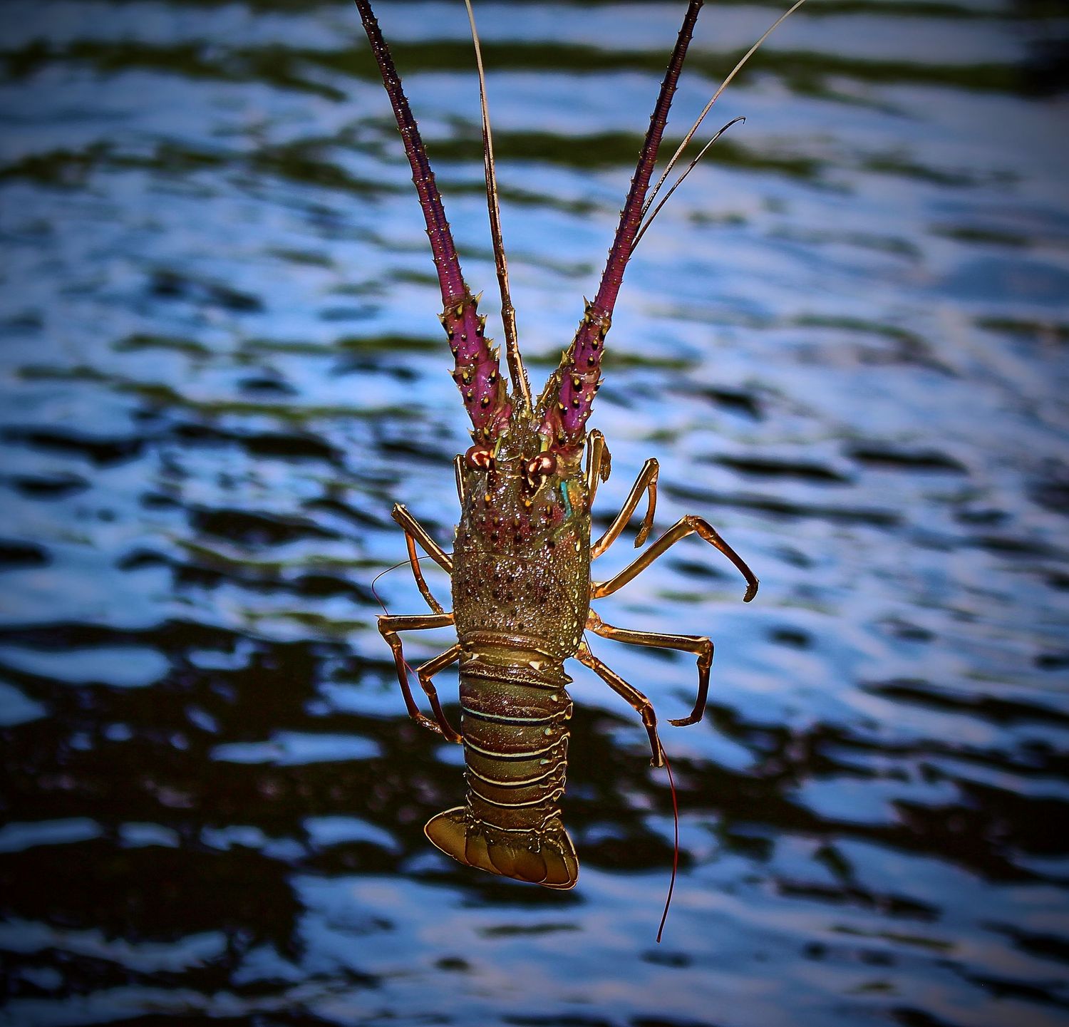 Spiny lobster with long antennae held above rippling blue water.