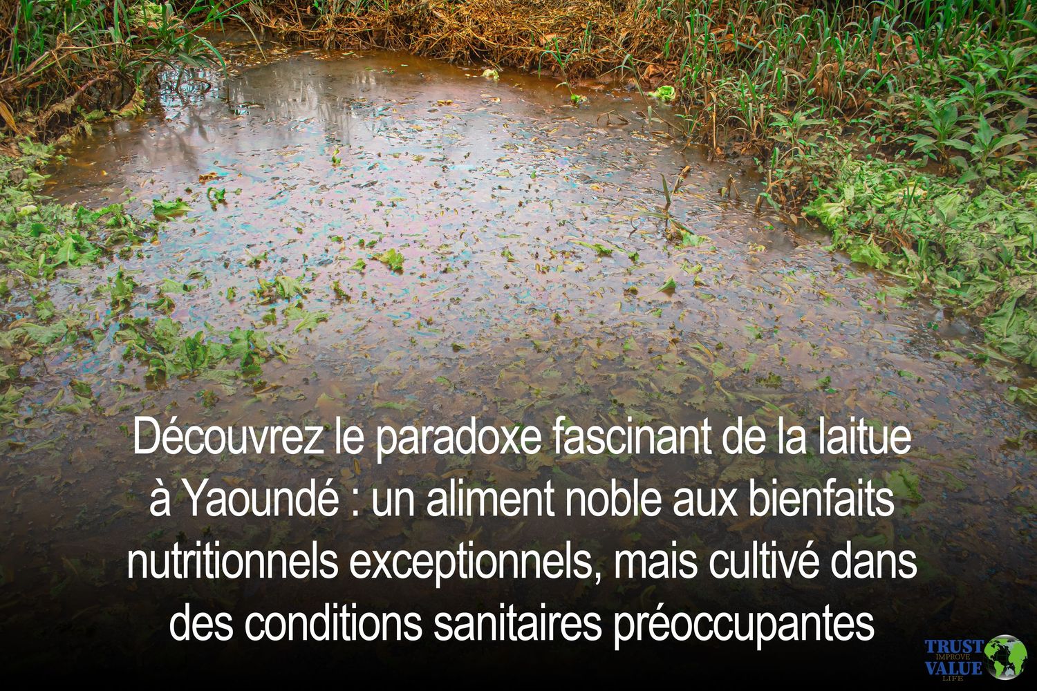 Flooded urban garden in Yaoundé with text about lettuce cultivation paradox and sanitary concerns.