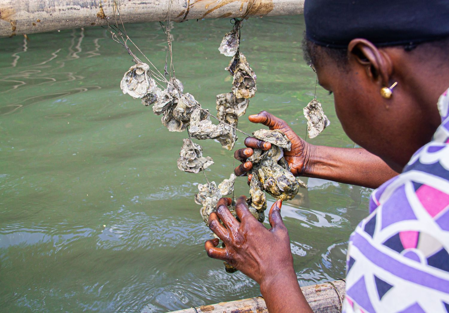 Close-up of African woman holding freshly harvested cluster of oysters over water at a mangrove farm.