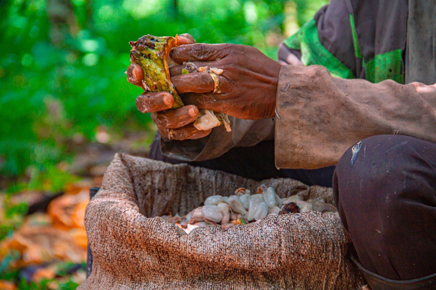 Hands shelling fresh cacao beans into a burlap sack in a tropical forest.