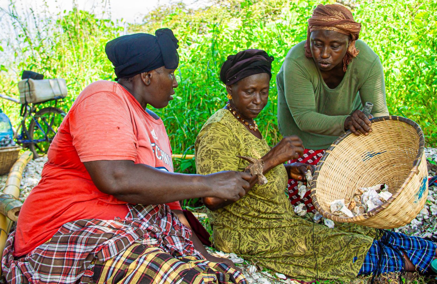 Three African women sitting outdoors sorting through a basket of freshly harvested oysters together.