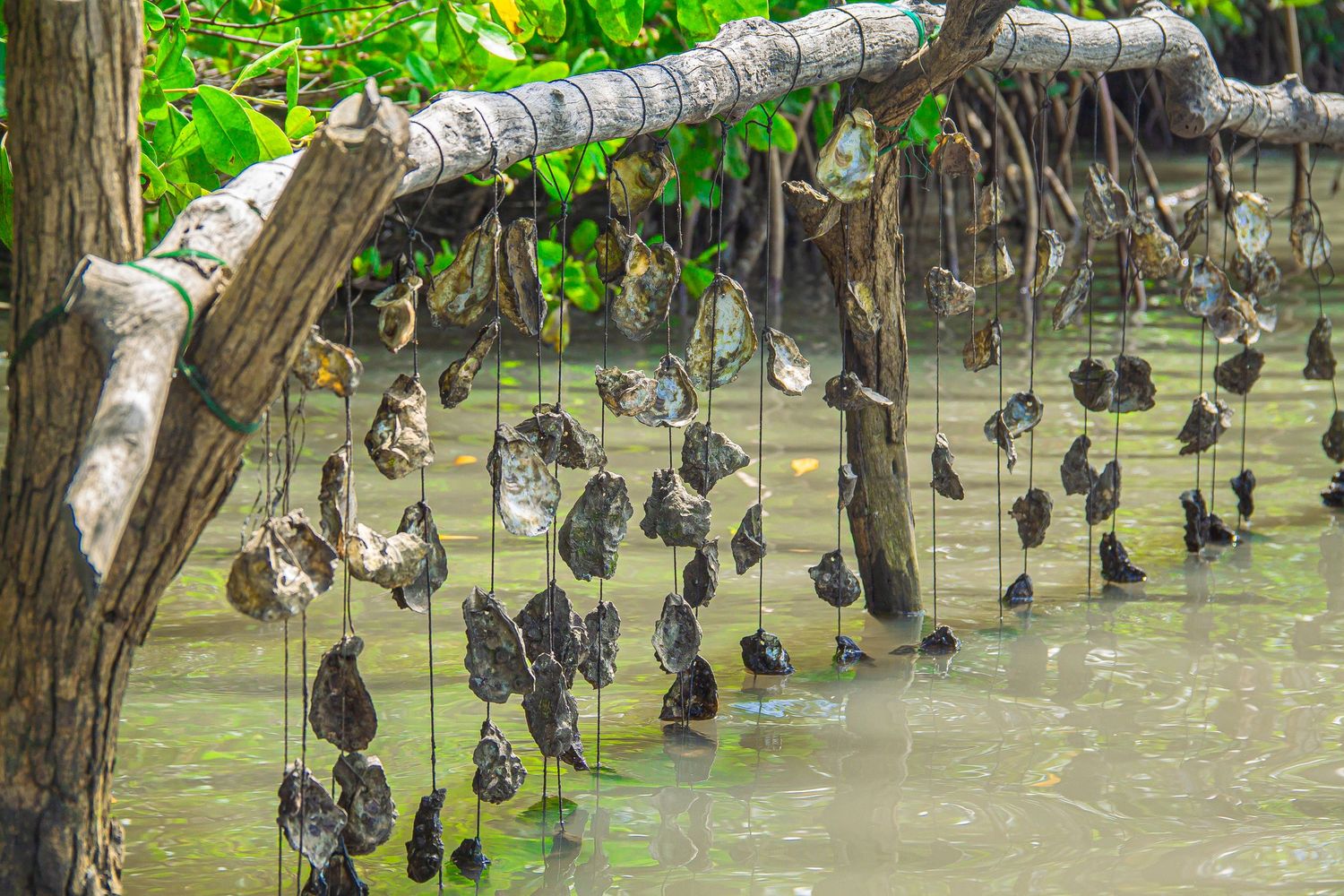 Traditional oyster farming setup with shellfish suspended on lines between mangrove branches over shallow tropical waters.