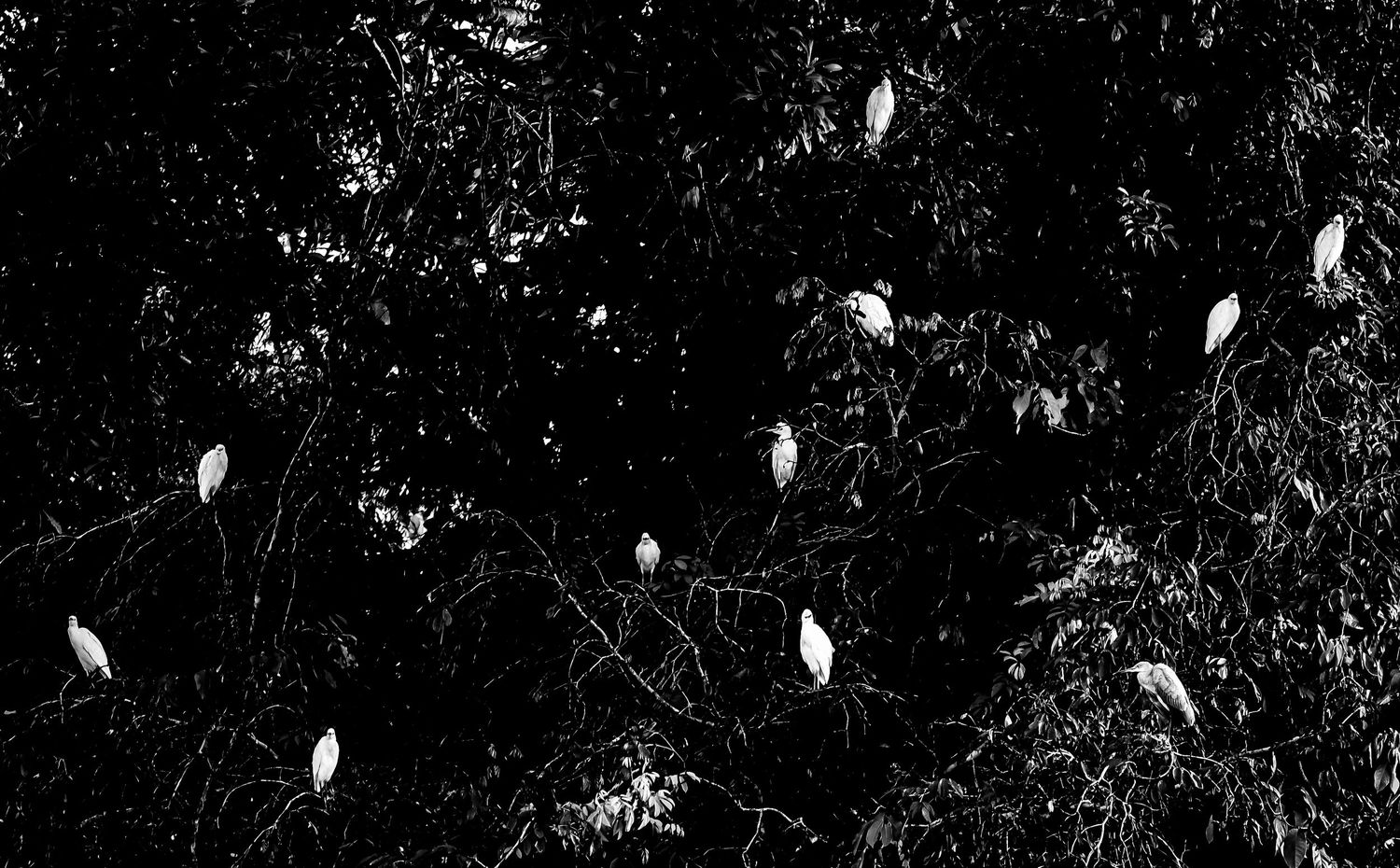 Black and white image of white egrets perched on dark tree branches at night.