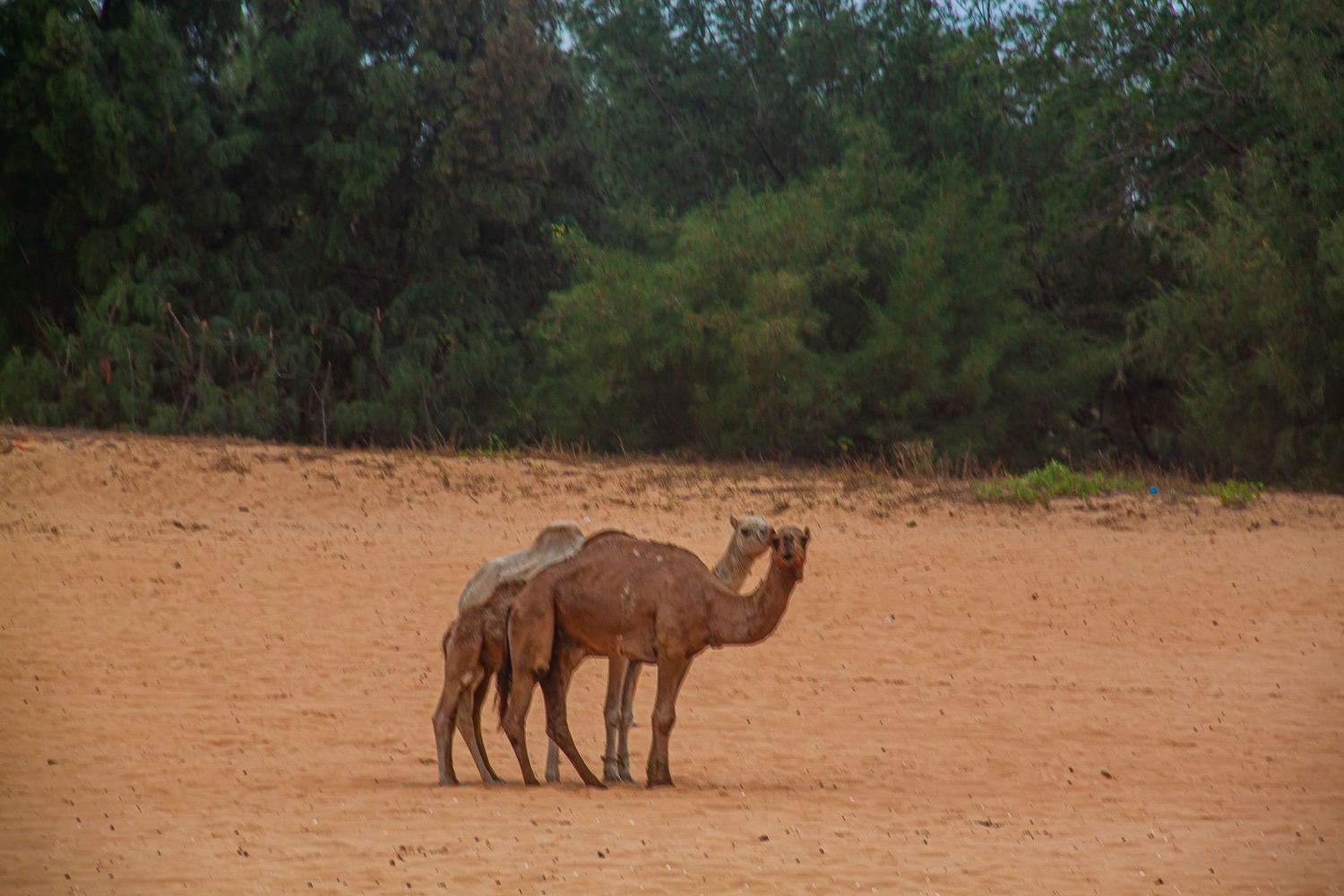 Two camels standing together on dry red sandy desert terrain with lush green trees in the background.