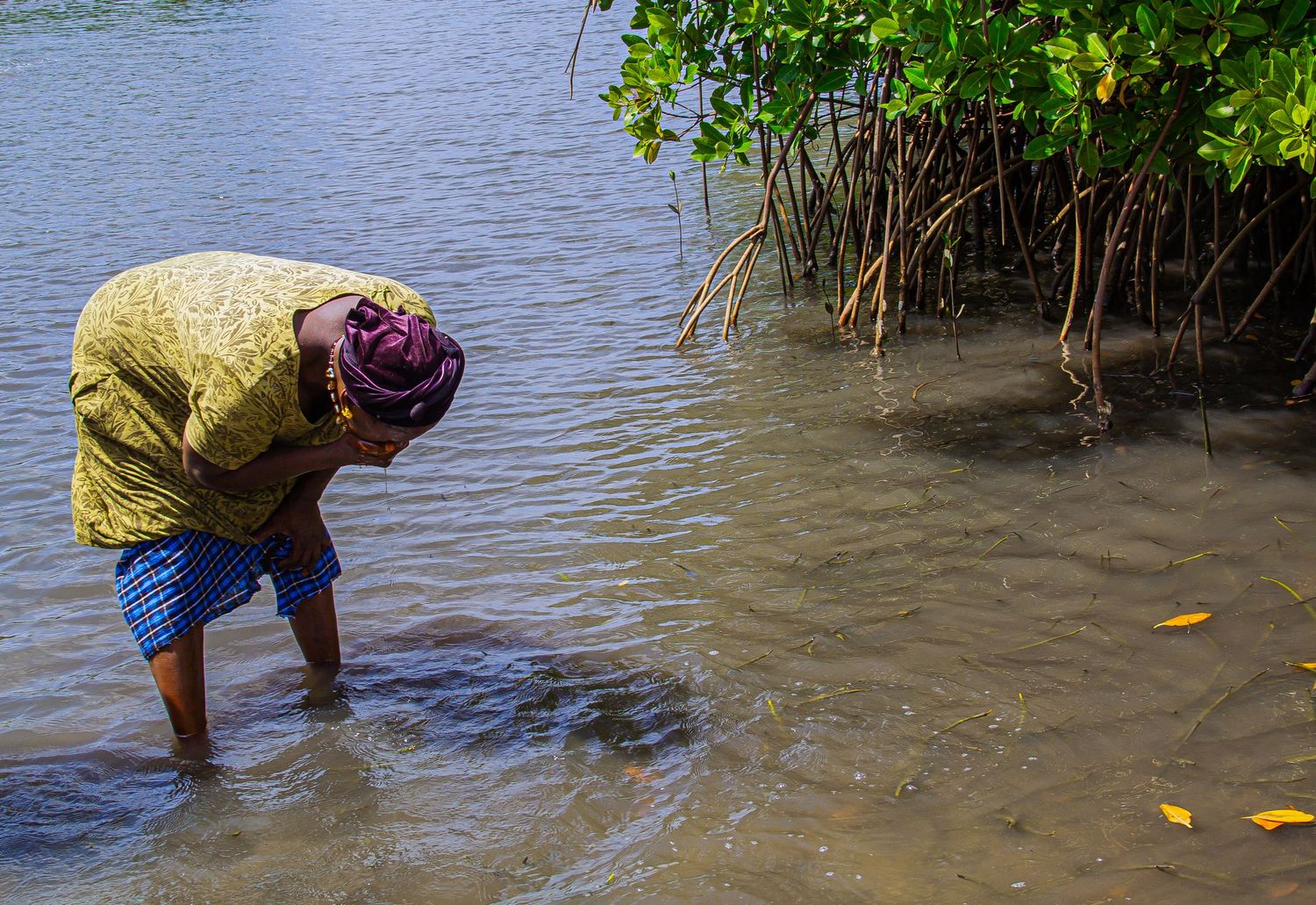 African woman in headwrap bending over shallow mangrove waters collecting shellfish near tree roots.