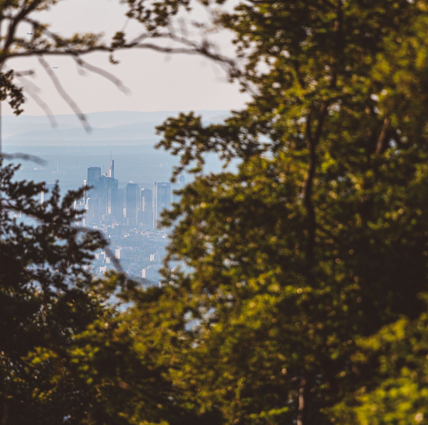 Green forest tree branches framing a distant view of Frankfurt Germany skyscraper skyline travel photography print wall art.