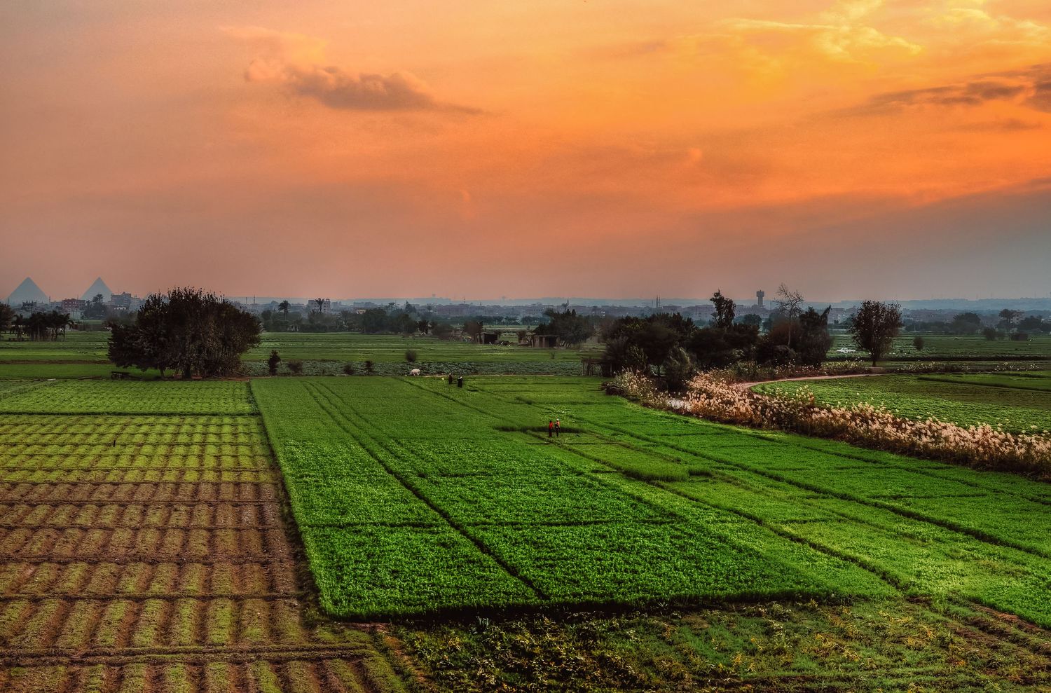 Golden sunset light over open green farm fields looking towards Giza Pyramids Cairo Egypt landscape photography art print.