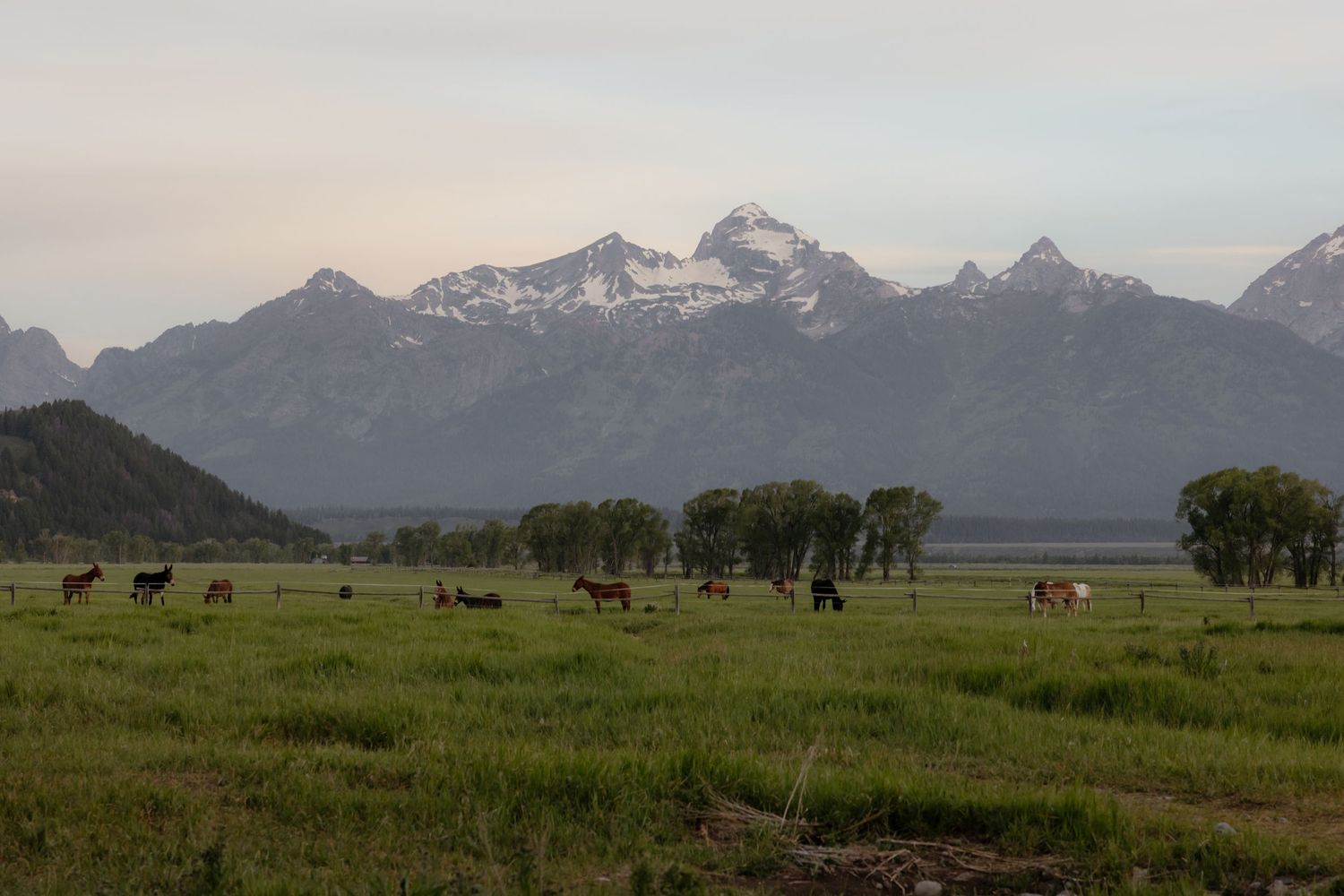 Horses graze in a lush green meadow with snow-capped Grand Teton mountains at dusk.