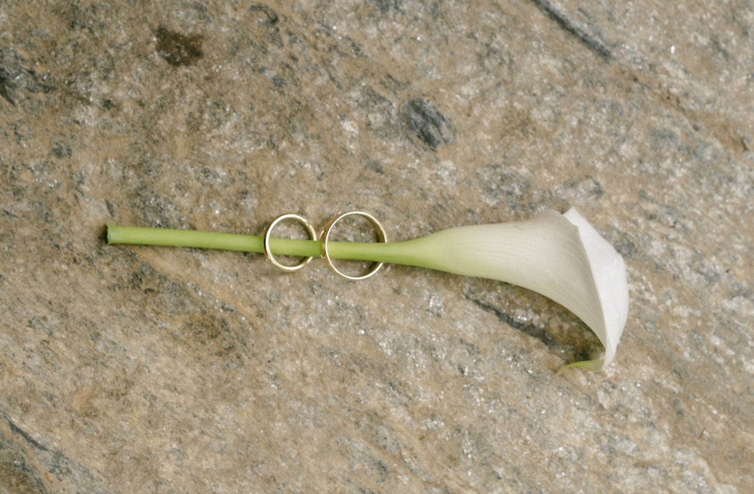 Two gold wedding rings resting on a white calla lily stem on a stone surface.