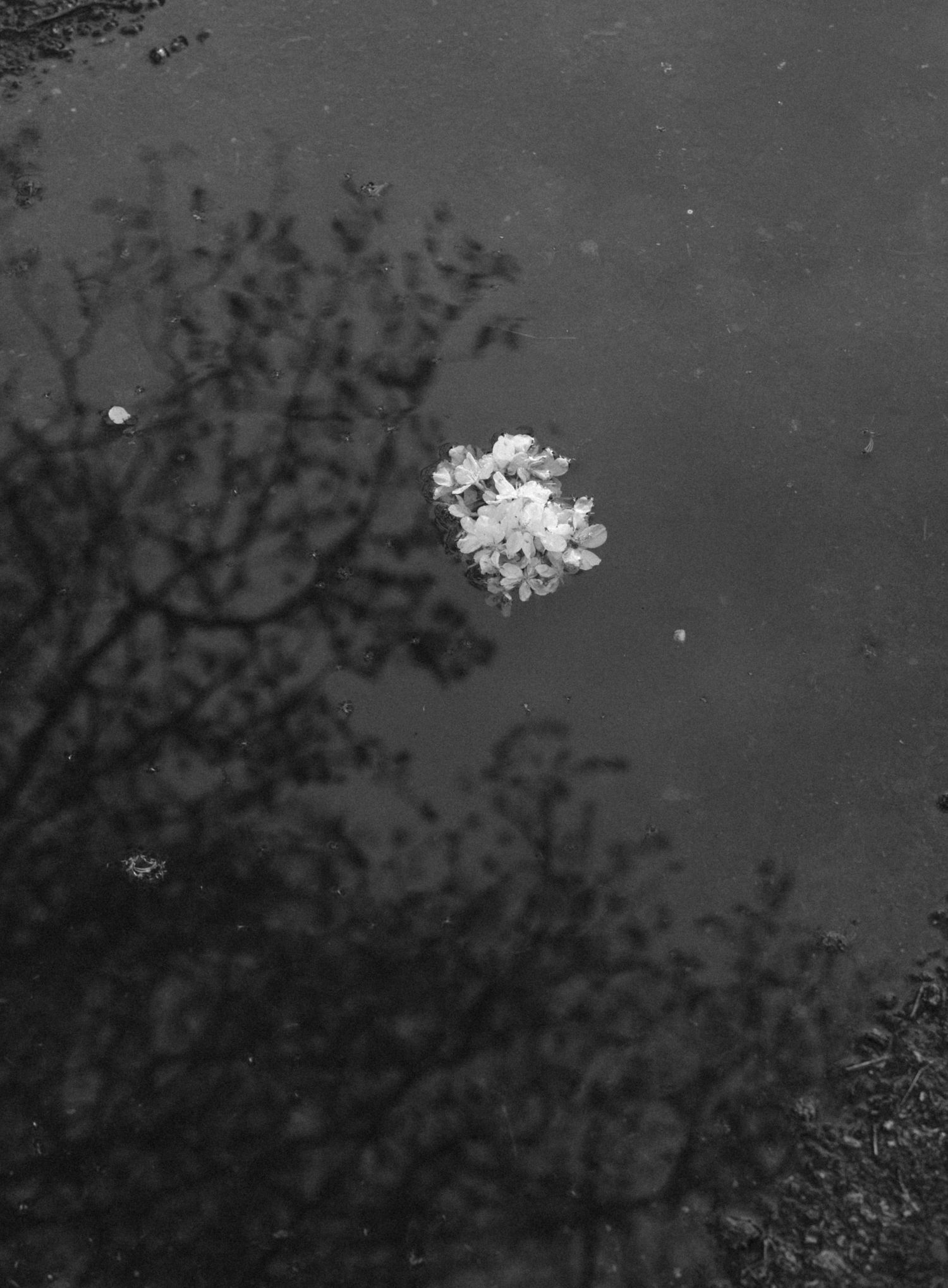 Black and white photo of white flowers floating on dark water with tree branch reflections.