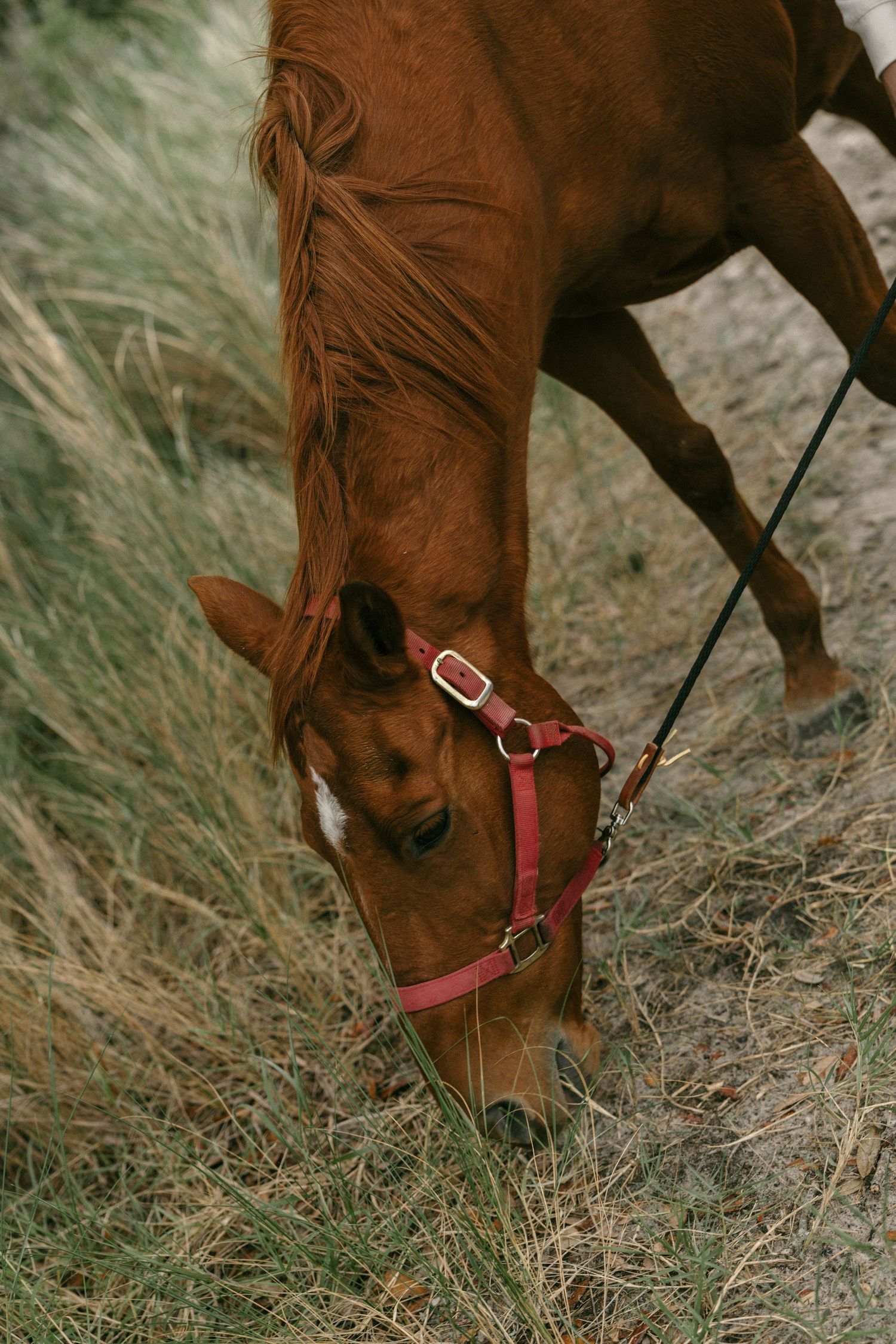 A chestnut horse with a red halter grazes on dry grass while on a lead rope outdoors.