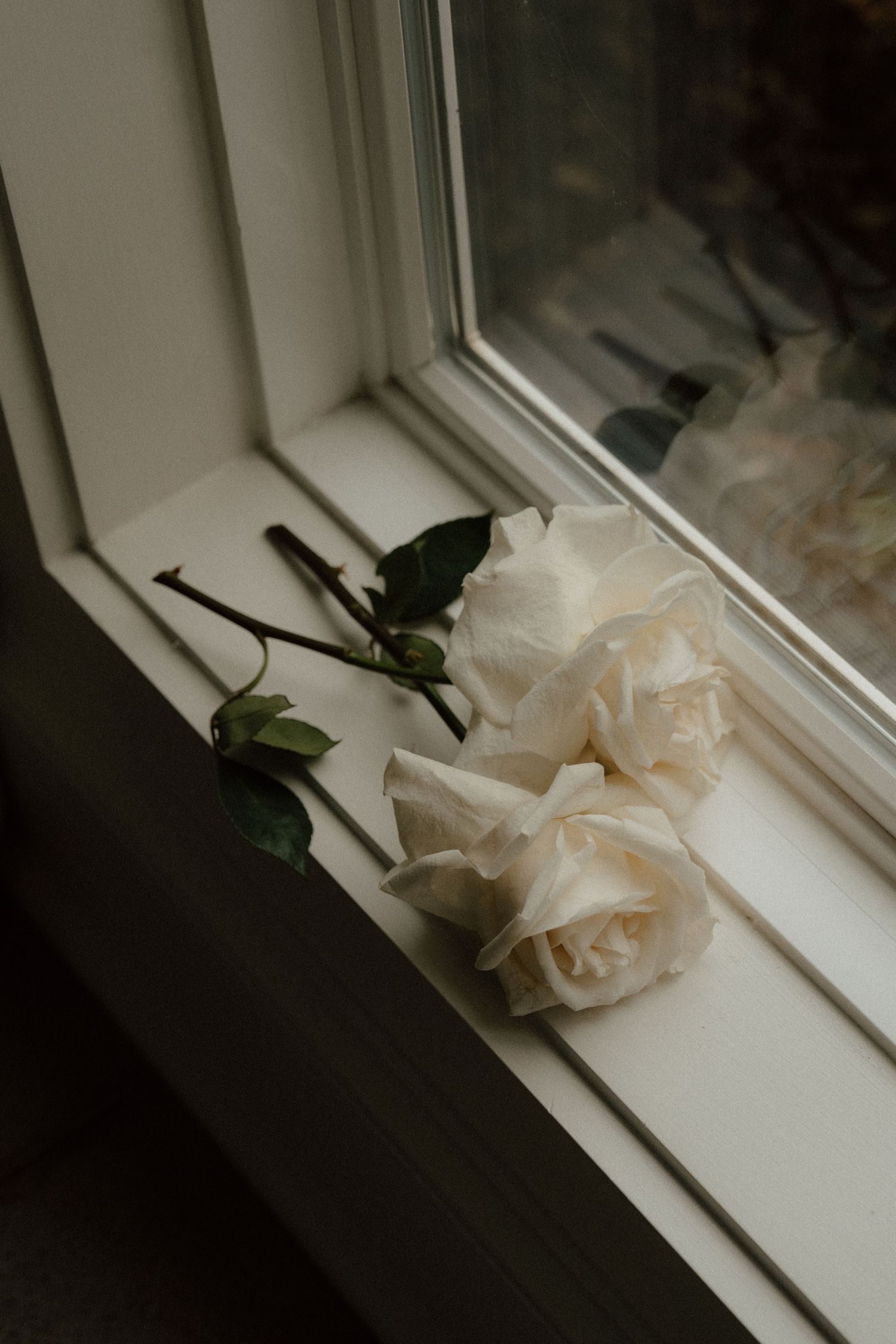 Two white roses resting on a bright window sill in soft natural light.