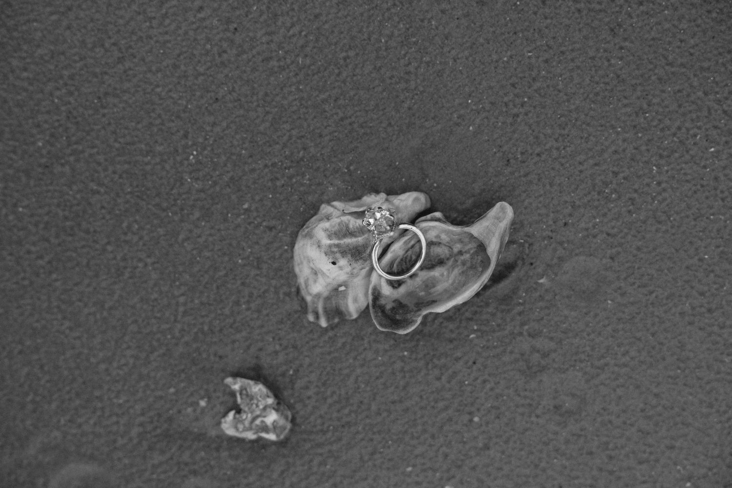 Black and white photo of a small marine creature washed ashore on dark sand beach.