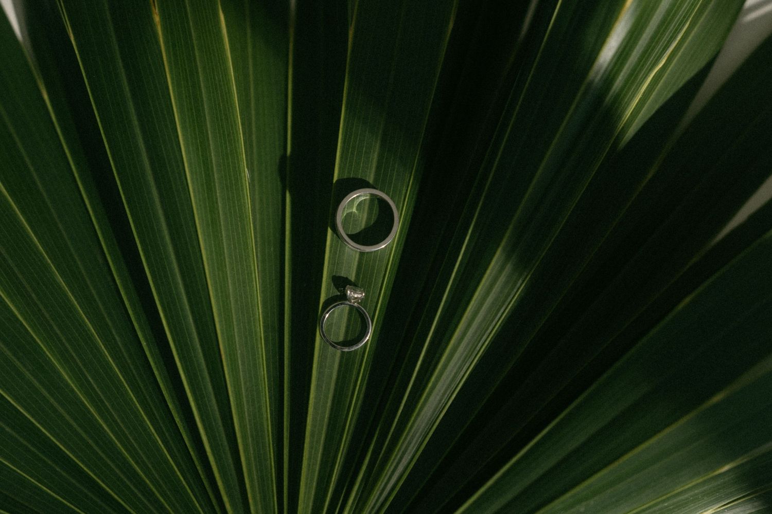 Close-up of water droplets on a dark green tropical palm leaf with radiating lines.