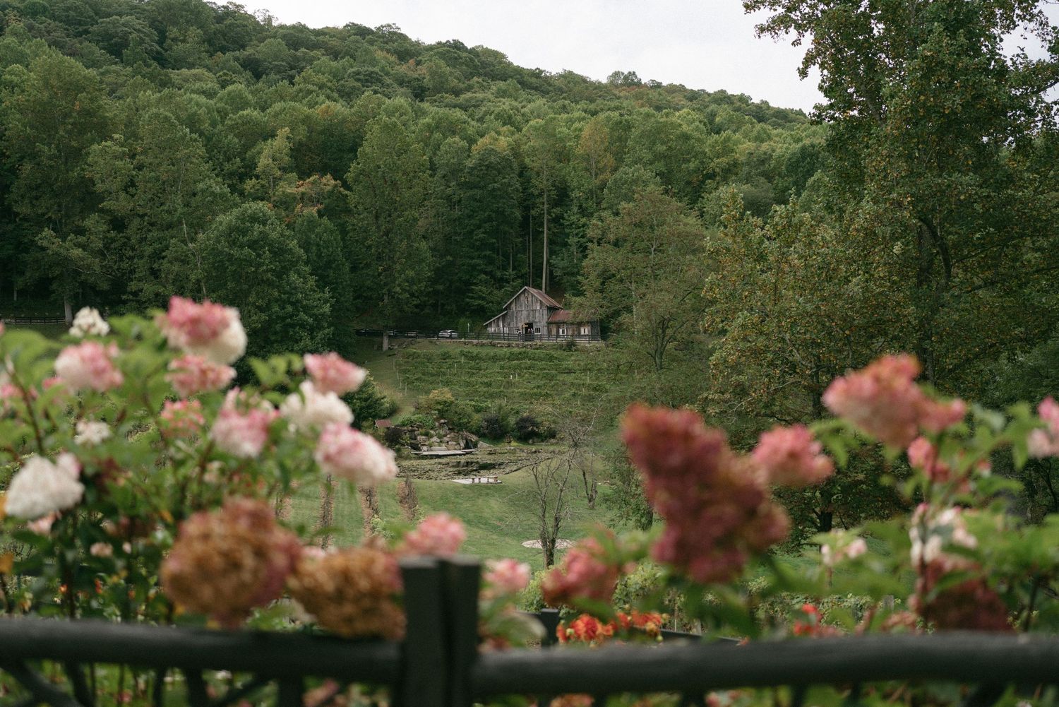 A rustic farmhouse nestled among lush green hills, framed by blooming pink roses and a wooden fence in the foreground.