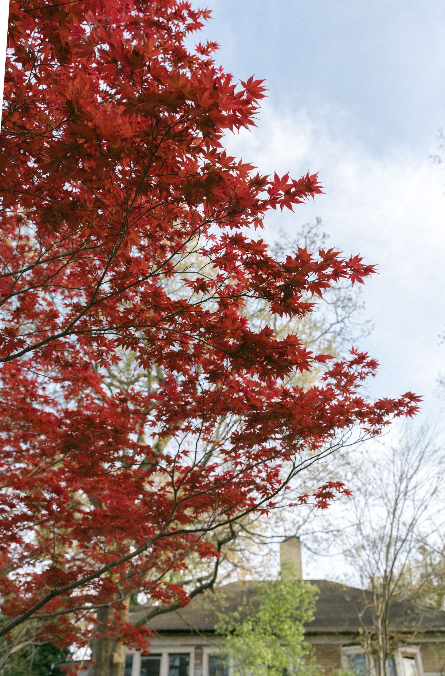Vibrant red Japanese maple tree with star-shaped leaves against a cloudy sky, with a house visible in the background.