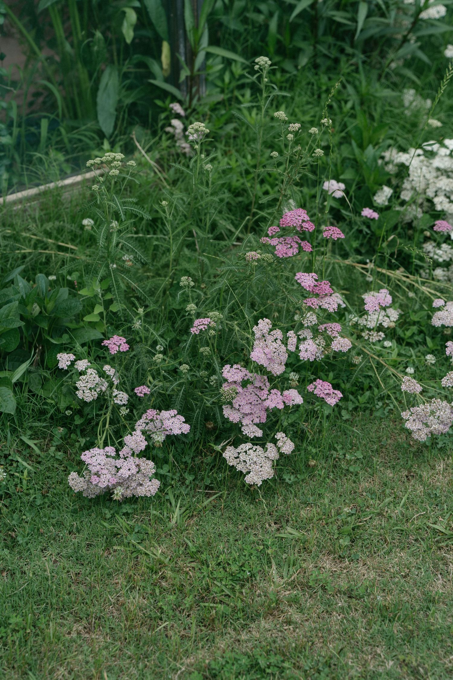 Pink and white wildflowers blooming among lush green grass and foliage in a natural garden setting.