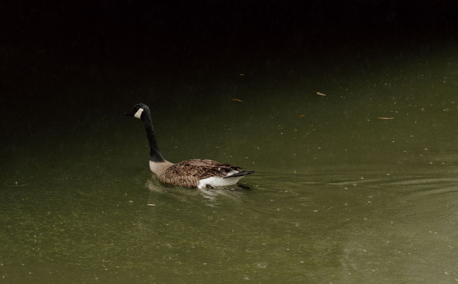 Canada goose swimming on a dark green pond at night, showcasing its distinctive black neck and white chin patch.