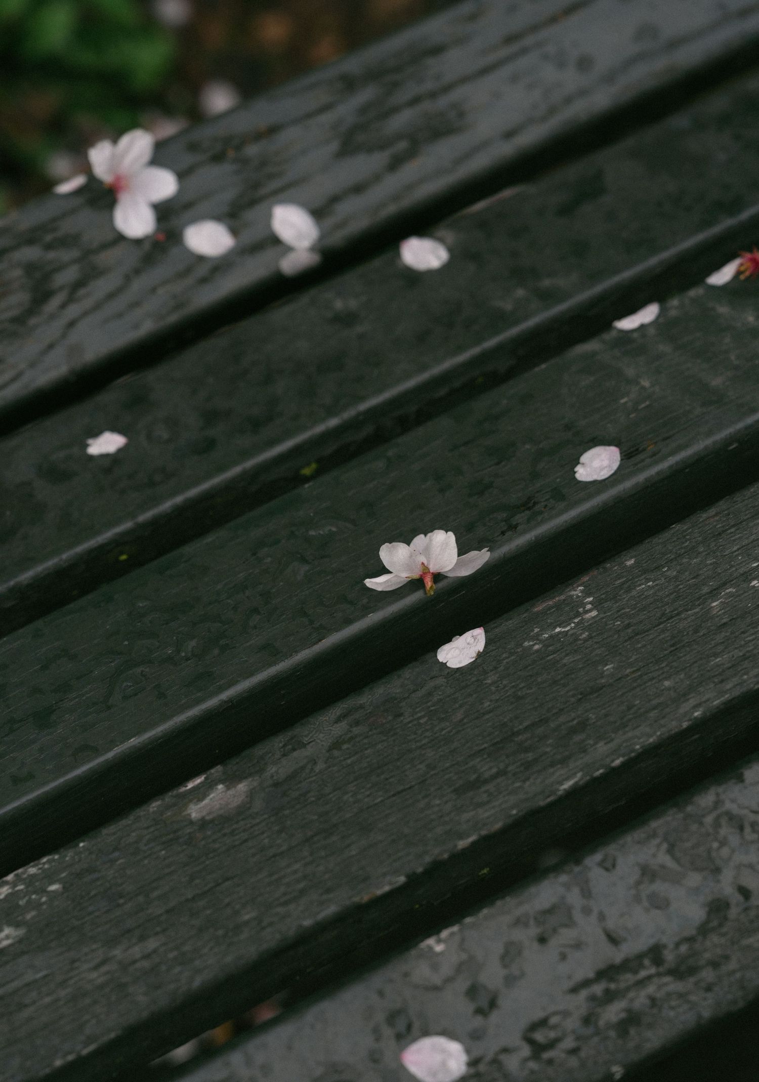 Pink cherry blossom petals scattered on a wet dark wooden park bench after rain.