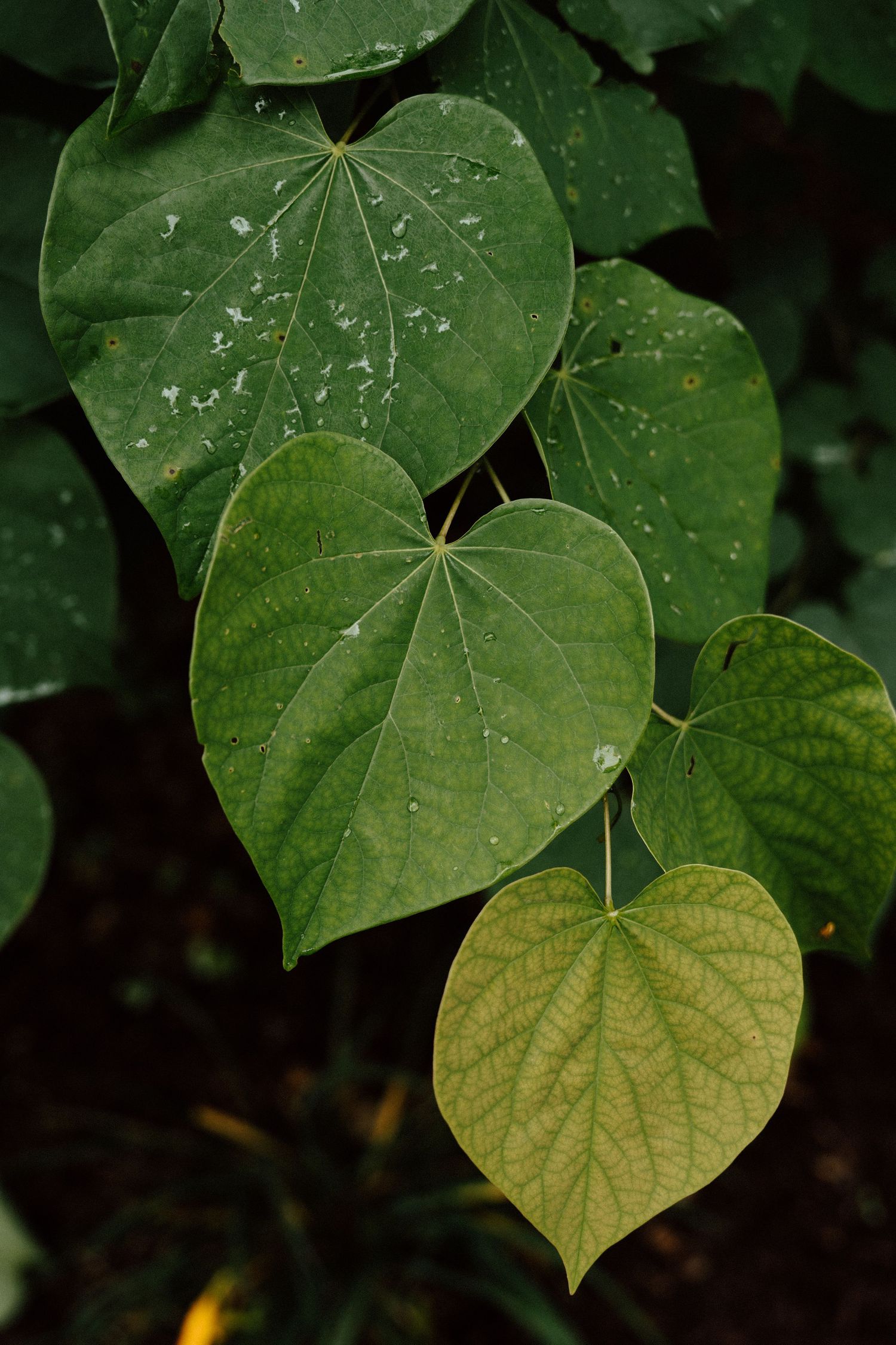Close-up of heart-shaped green leaves with visible veins on a lush plant in natural light.