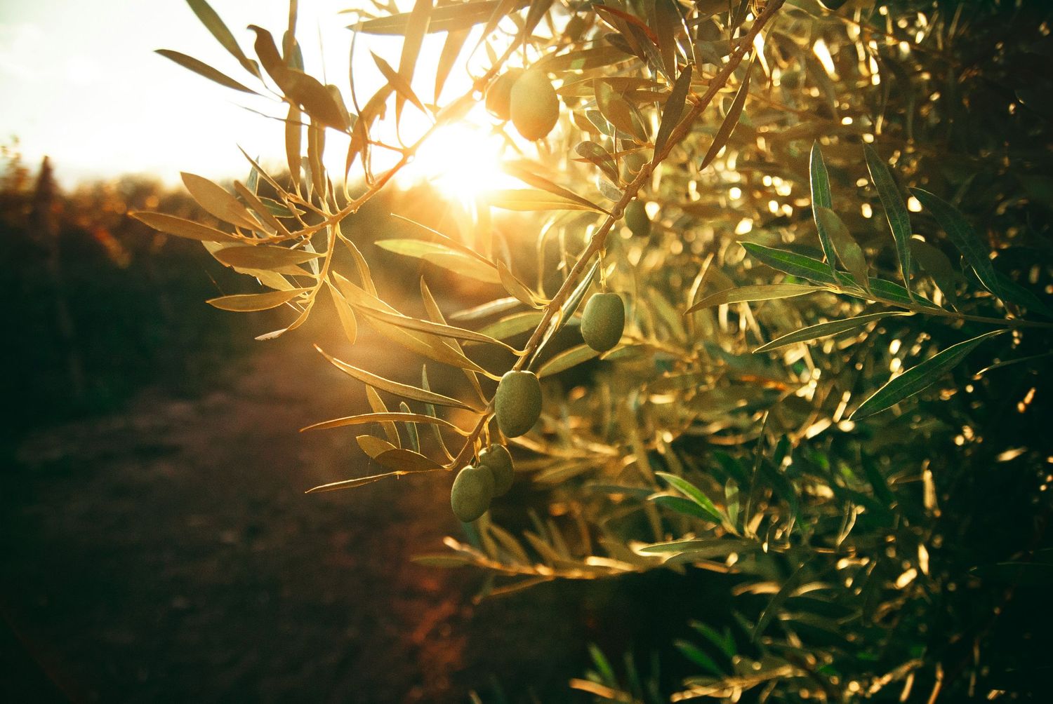 olive branch