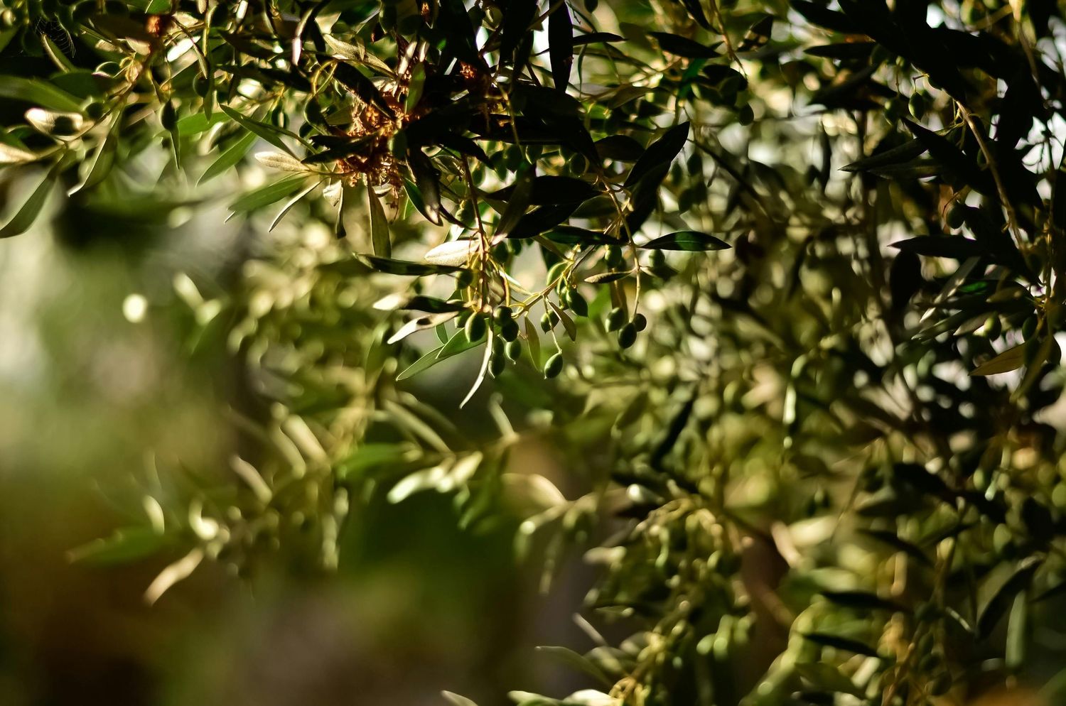 olive branch