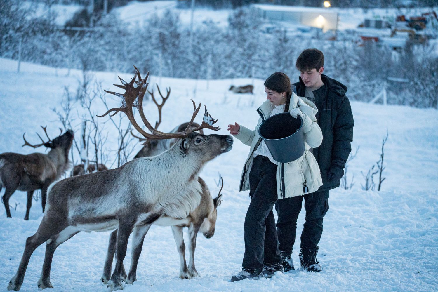 Reindeer being fed.
