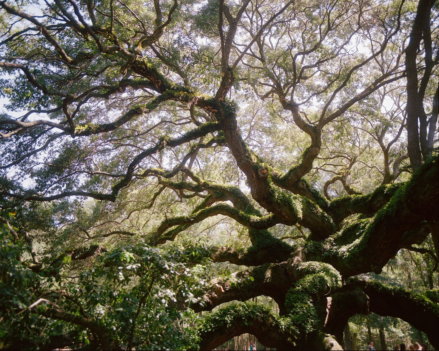 Ancient gnarled oak tree branches spread dramatically against a bright sky with moss covered limbs.