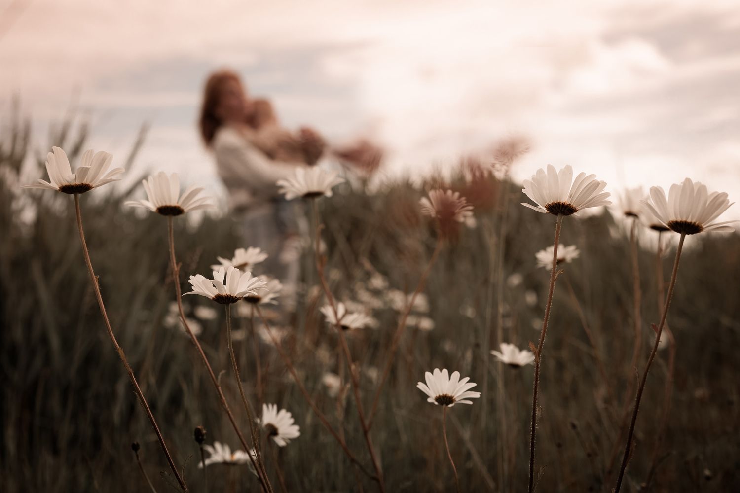 fotoshoot tussen de wilde margrieten in Bergen op Zoom, Brabant