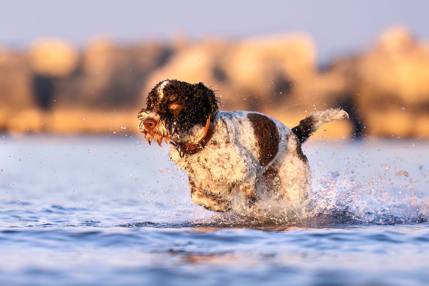 dog running in the water